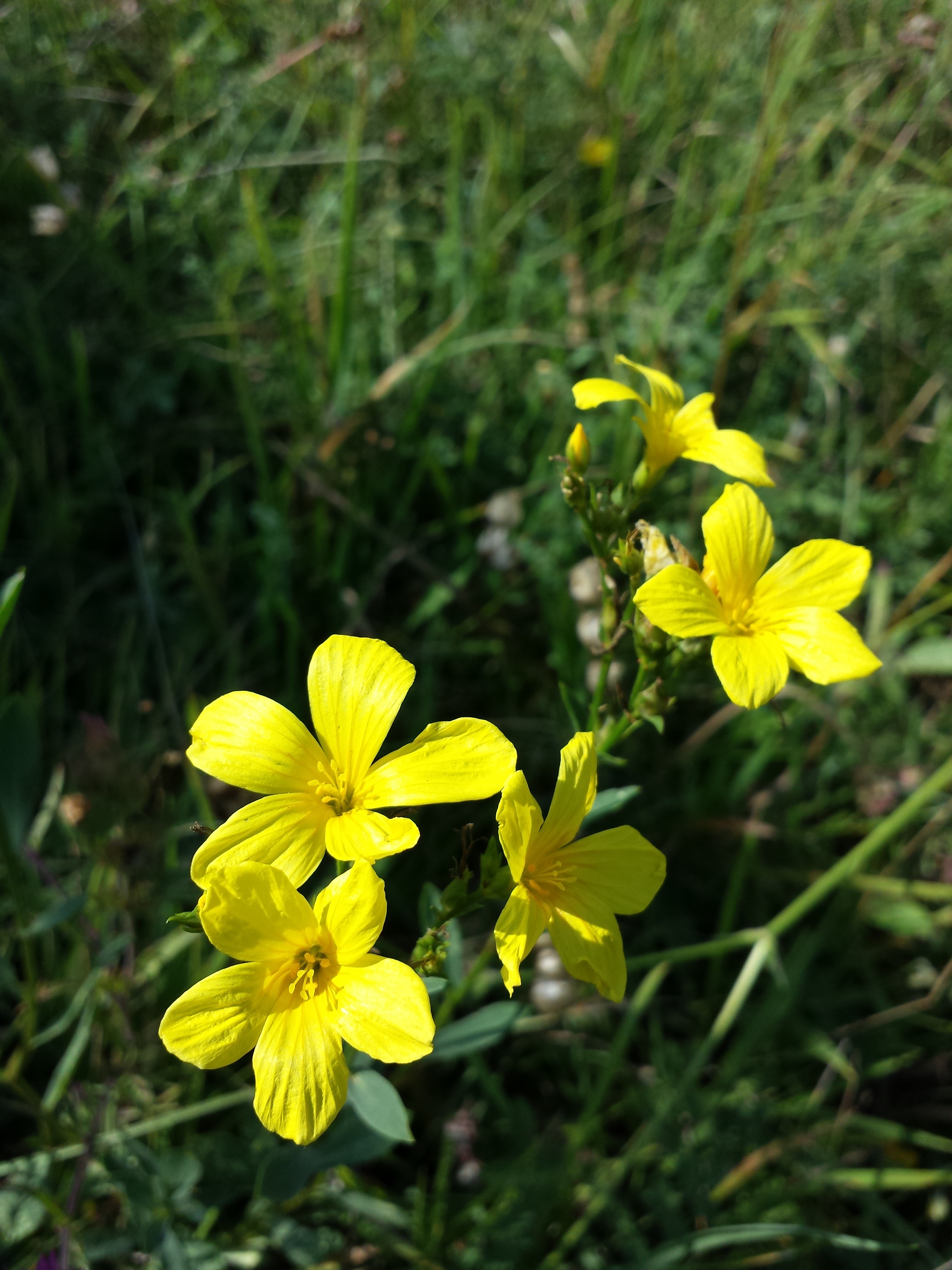 Linum flavum sl5
