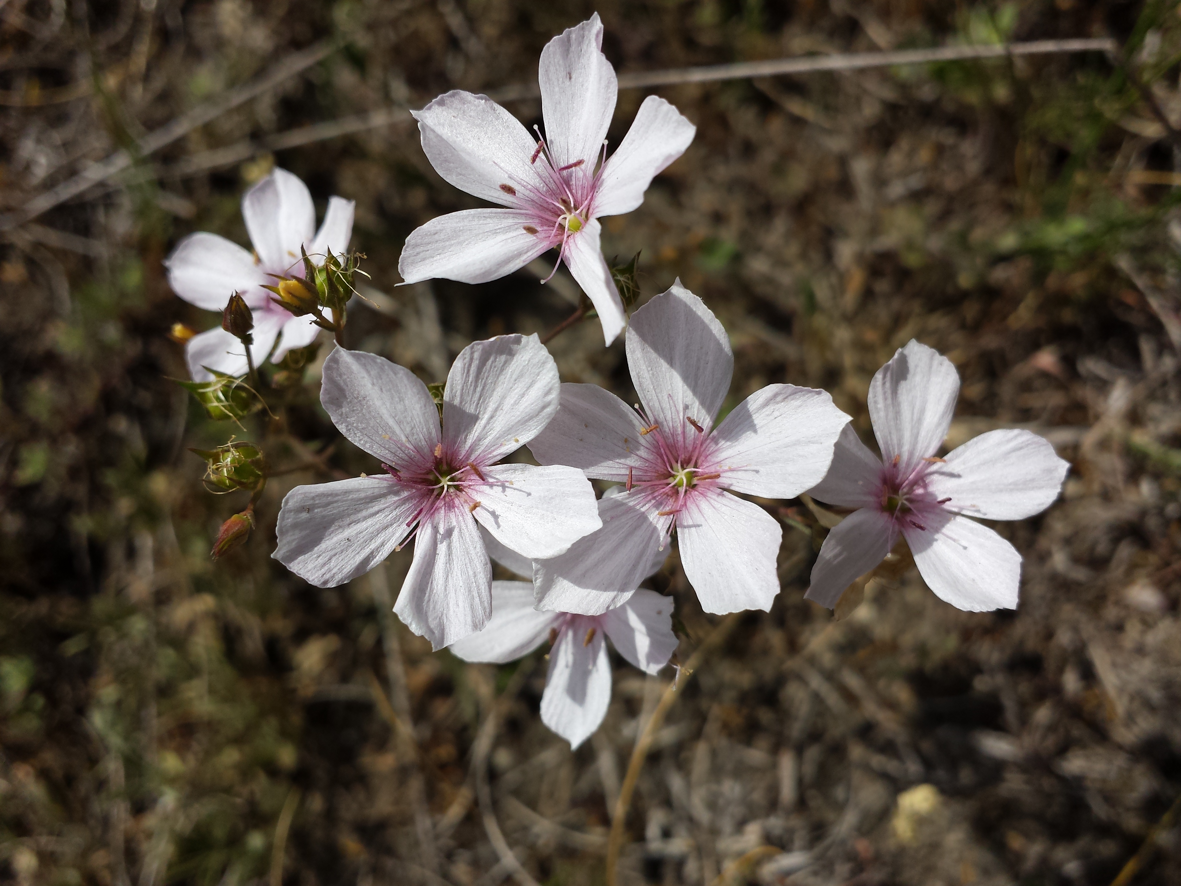 Linum tenuifolium sl11