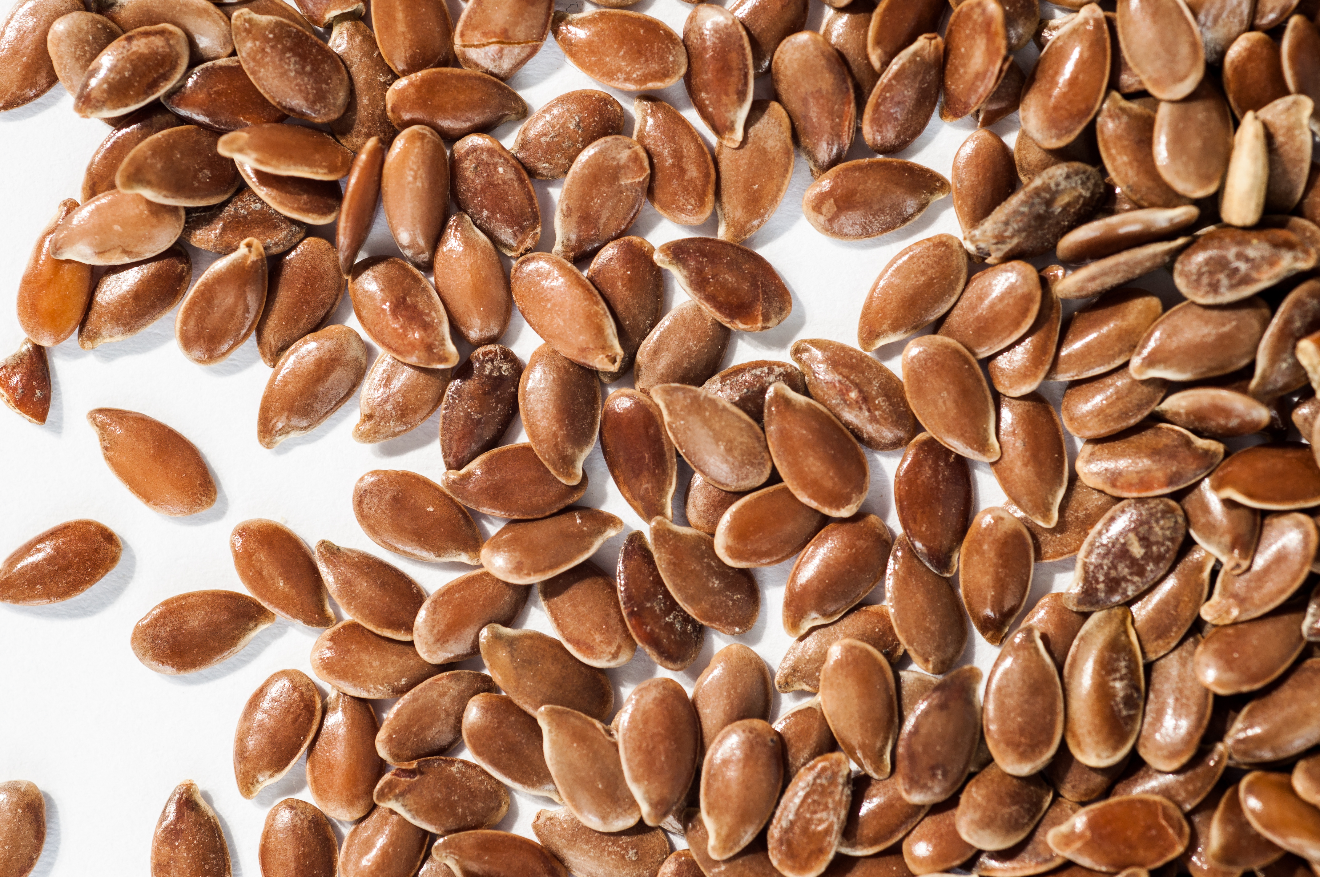 Linum usitatissimum - Seeds