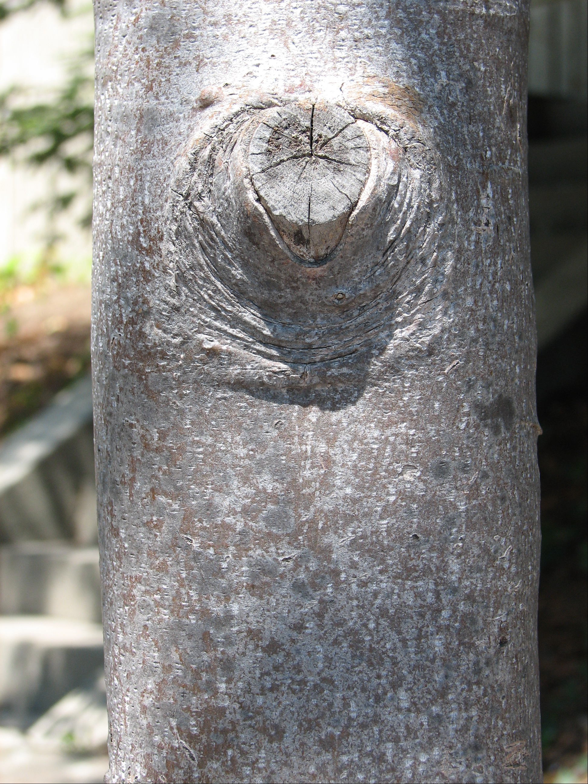 Liriodendron bark young