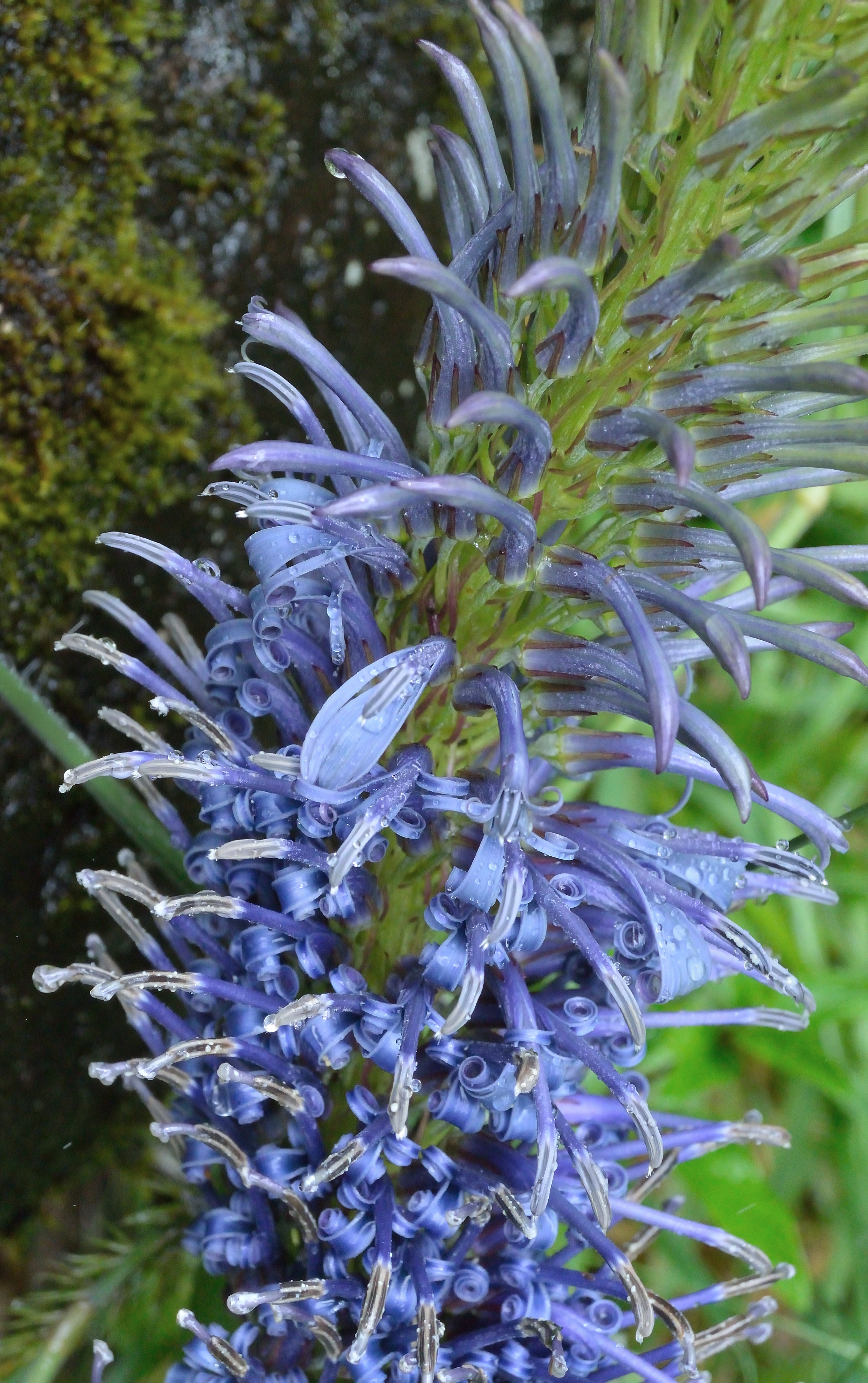 Lobelia grayana (Haleakala lobelia) (14694942005)