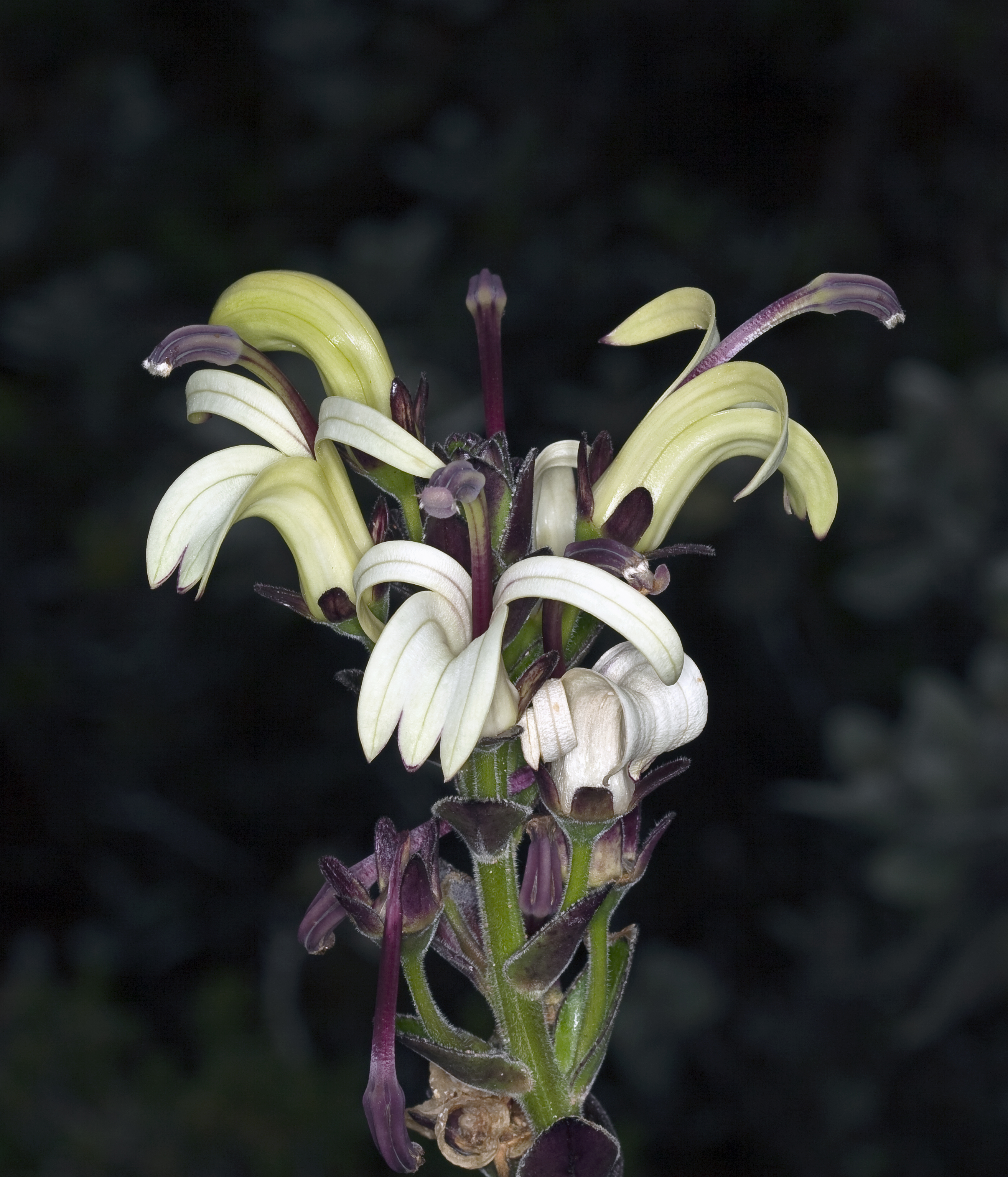 Lobelia villosa (alakai swamp lobelia) (5113105985)