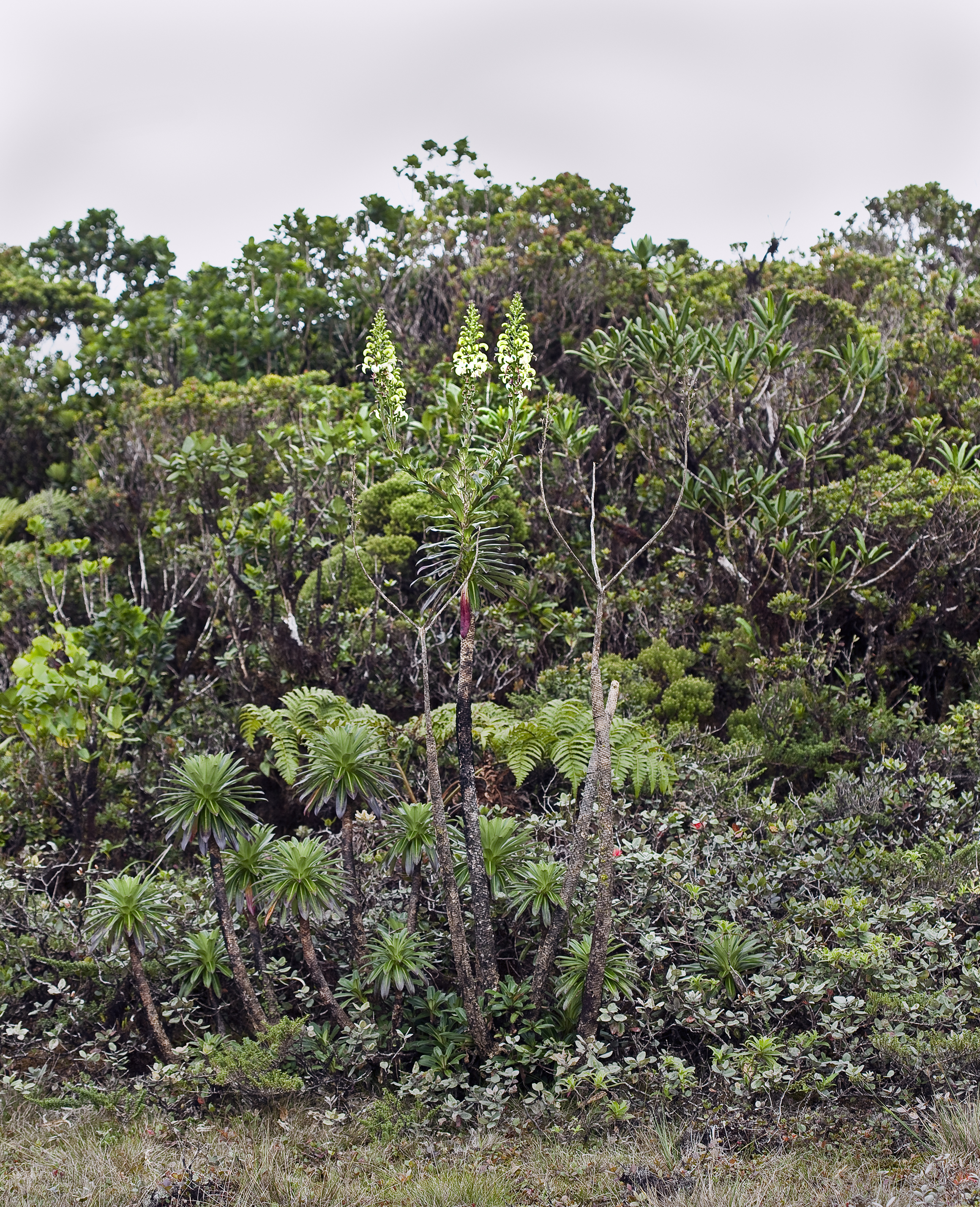 Lobelia villosa (alakai swamp lobelia) (5113695602)