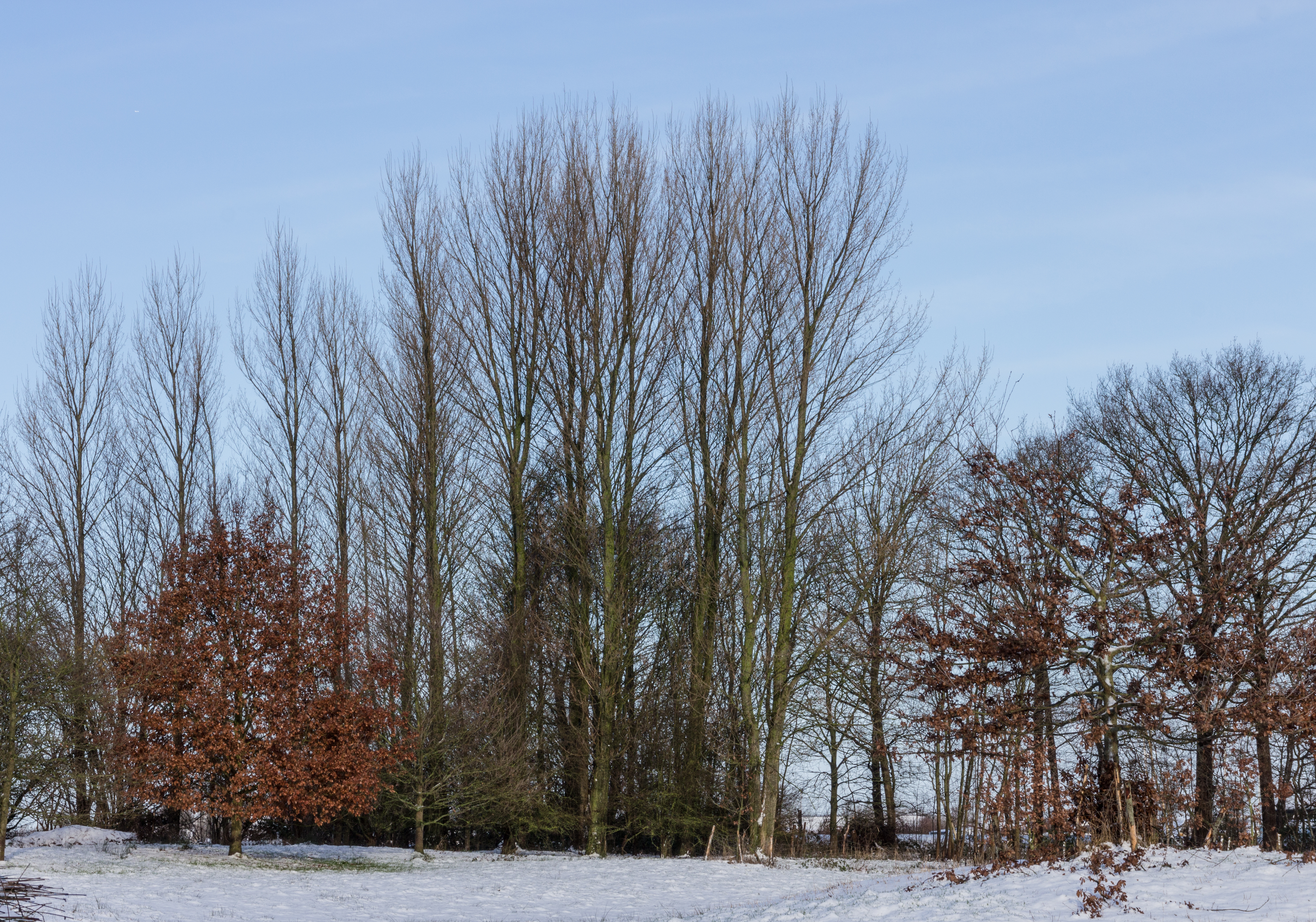 Locatie, De Famberhorst. Zwarte populieren (Populus nigra) 03