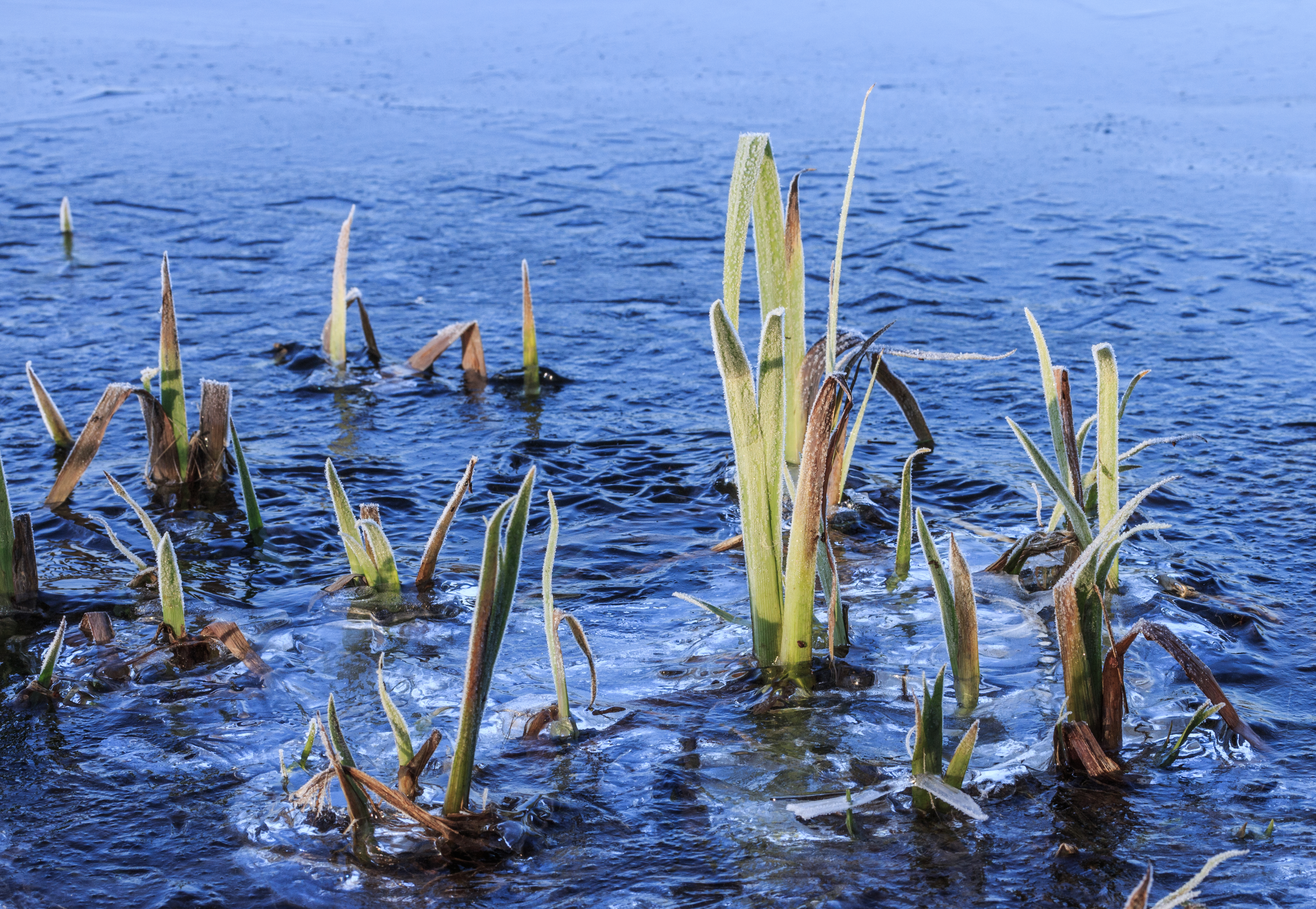 Locatie, Natuurterrein De Famberhorst. Dun laagje ijs op Jonkersloot