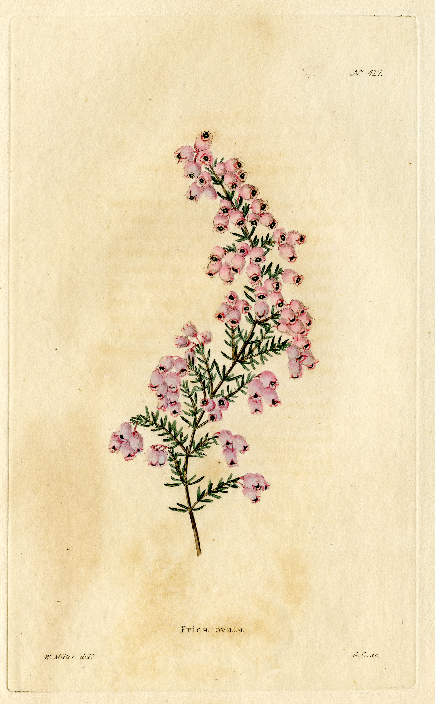 Loddiges 417 Erica ovata drawn by W Miller