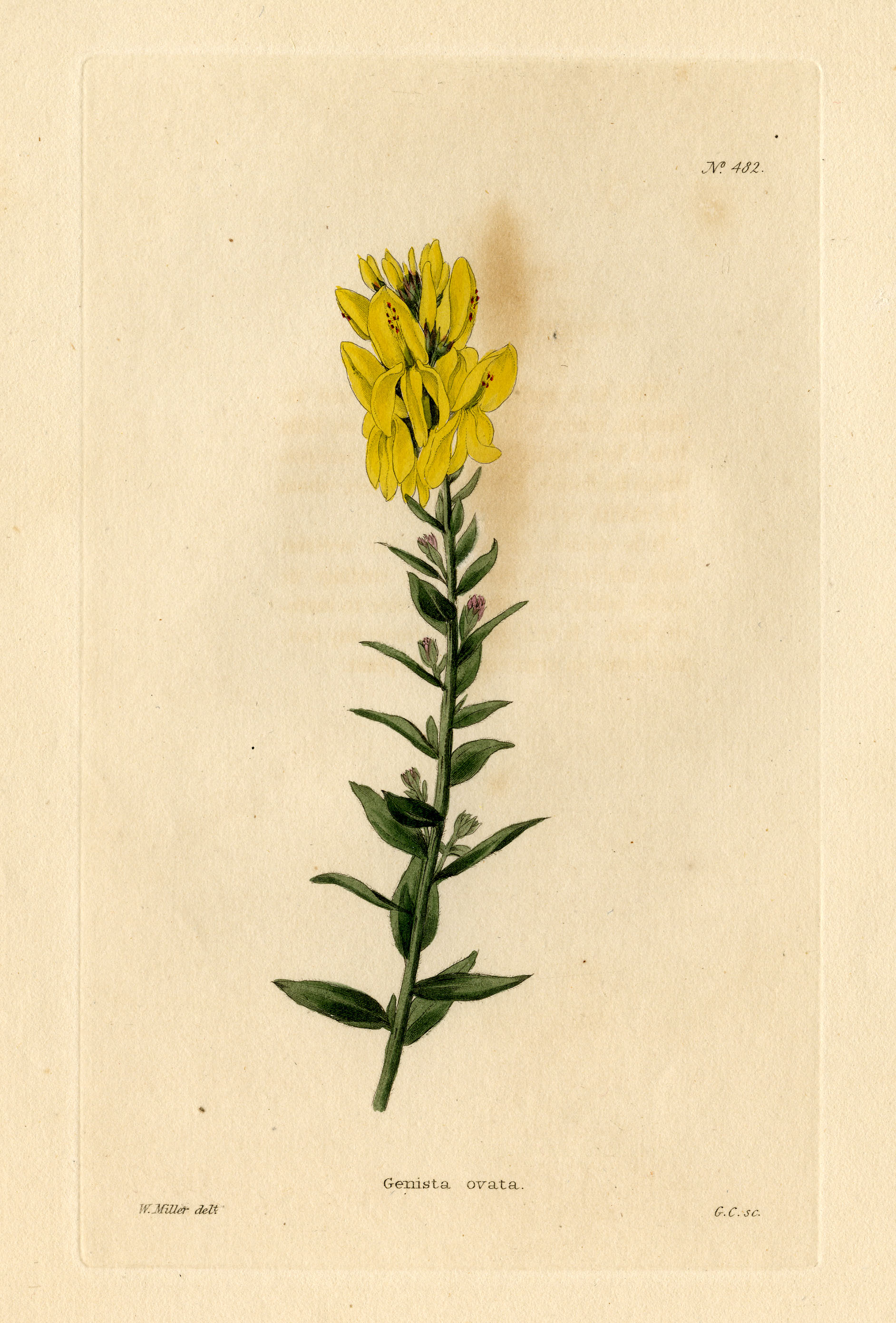 Loddiges 482 Genista ovata drawn by W Miller