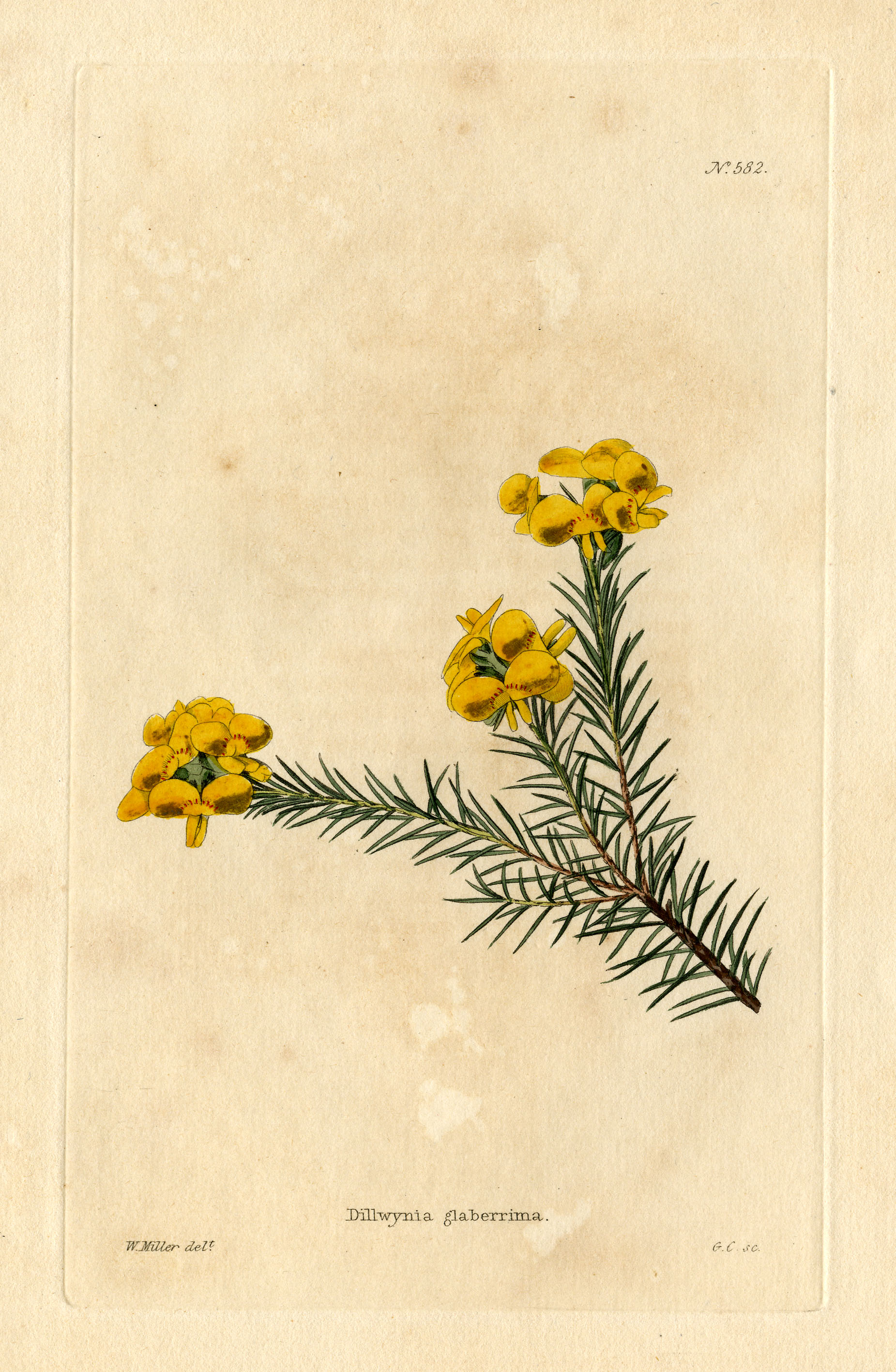 Loddiges 582 Dillwynia glaberrima drawn by W Miller