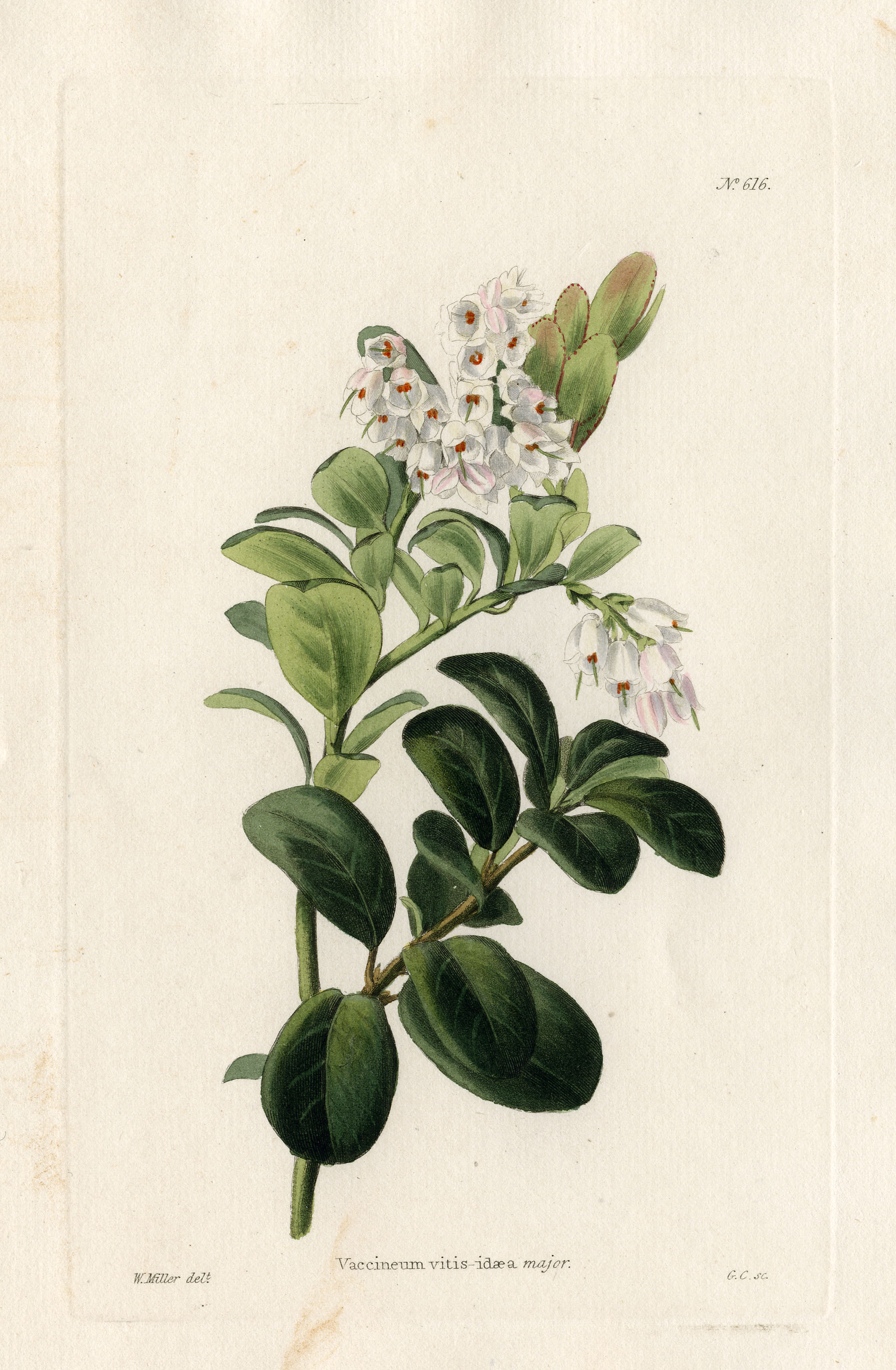 Loddiges 616 Vaccineum vitis-idaea drawing by W Miller