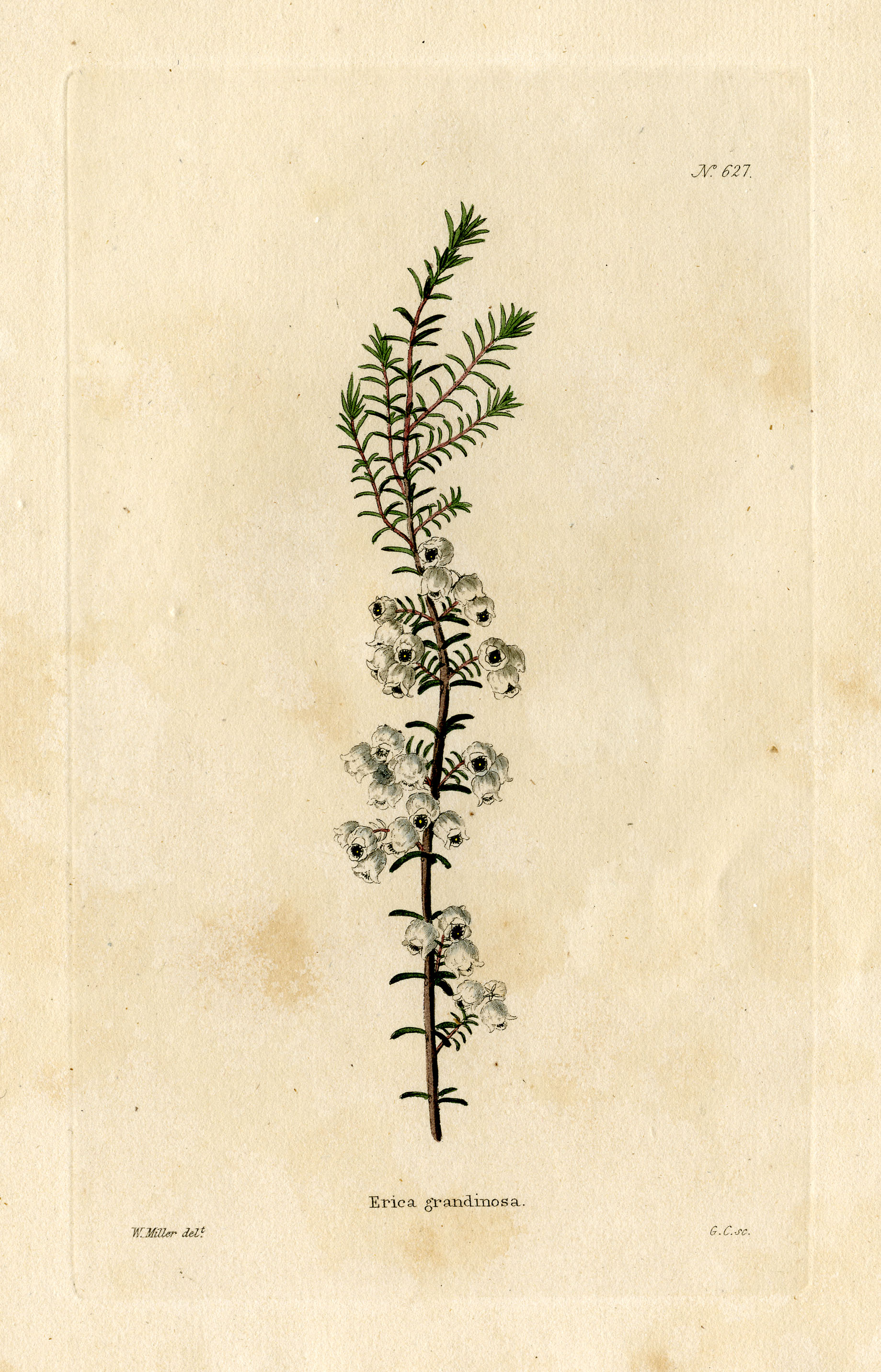 Loddiges 627 Erica grandinosa drawn by W Miller