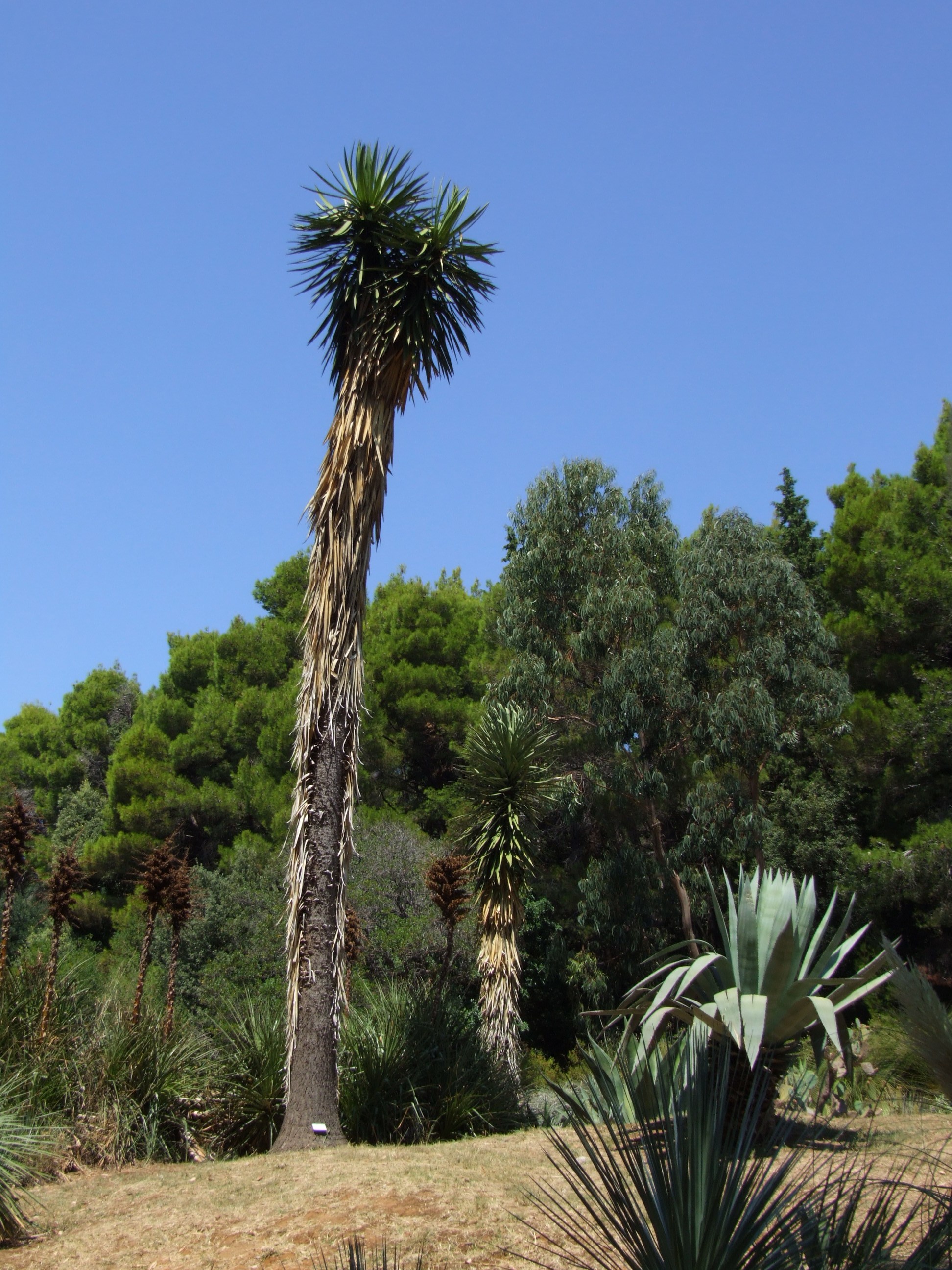 Lokrum Island - botanical garden