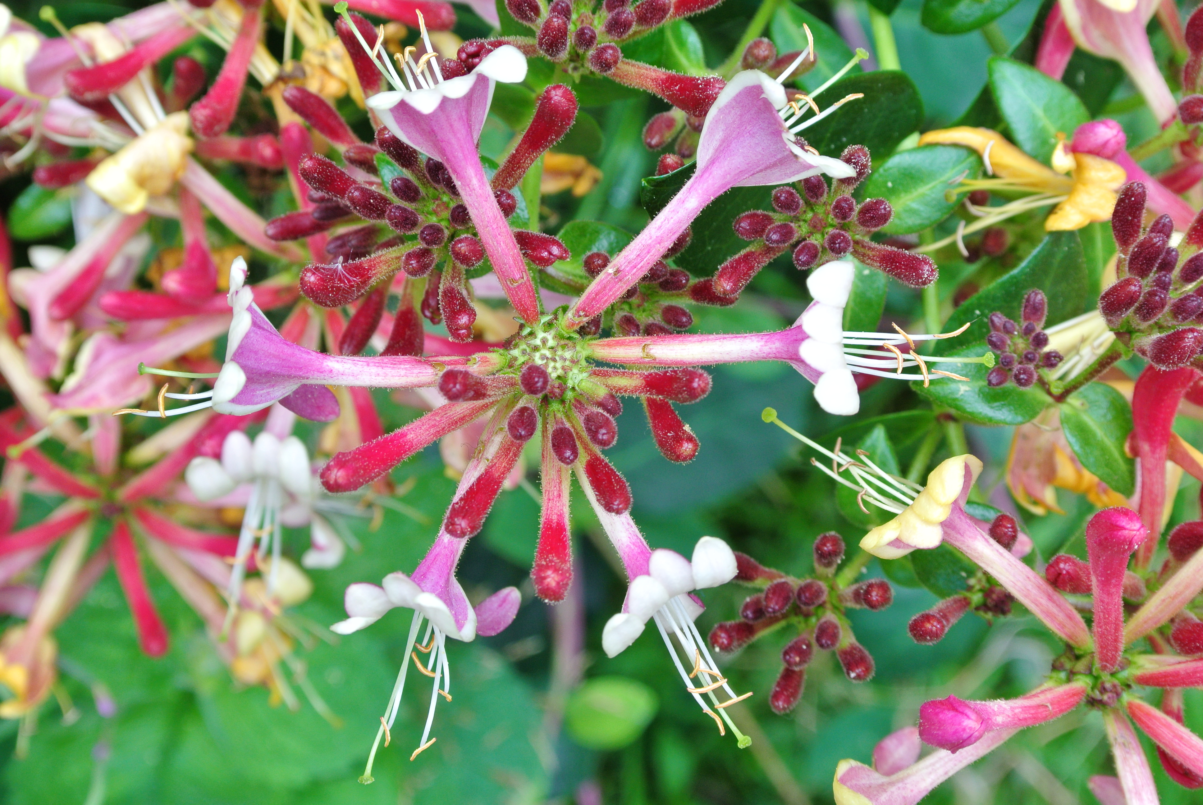 Lonicera × heckrottii