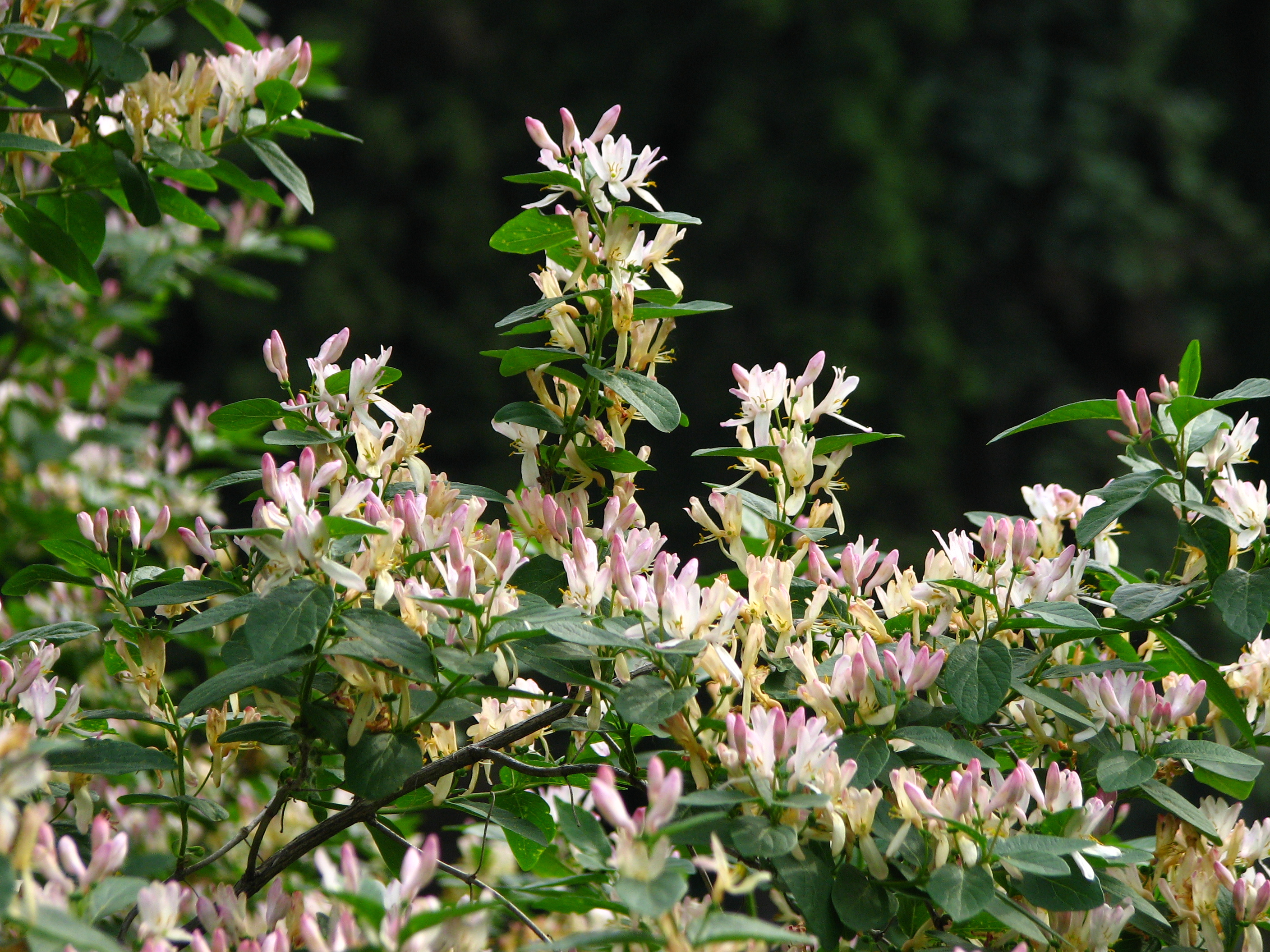 Lonicera sp. blooming 05