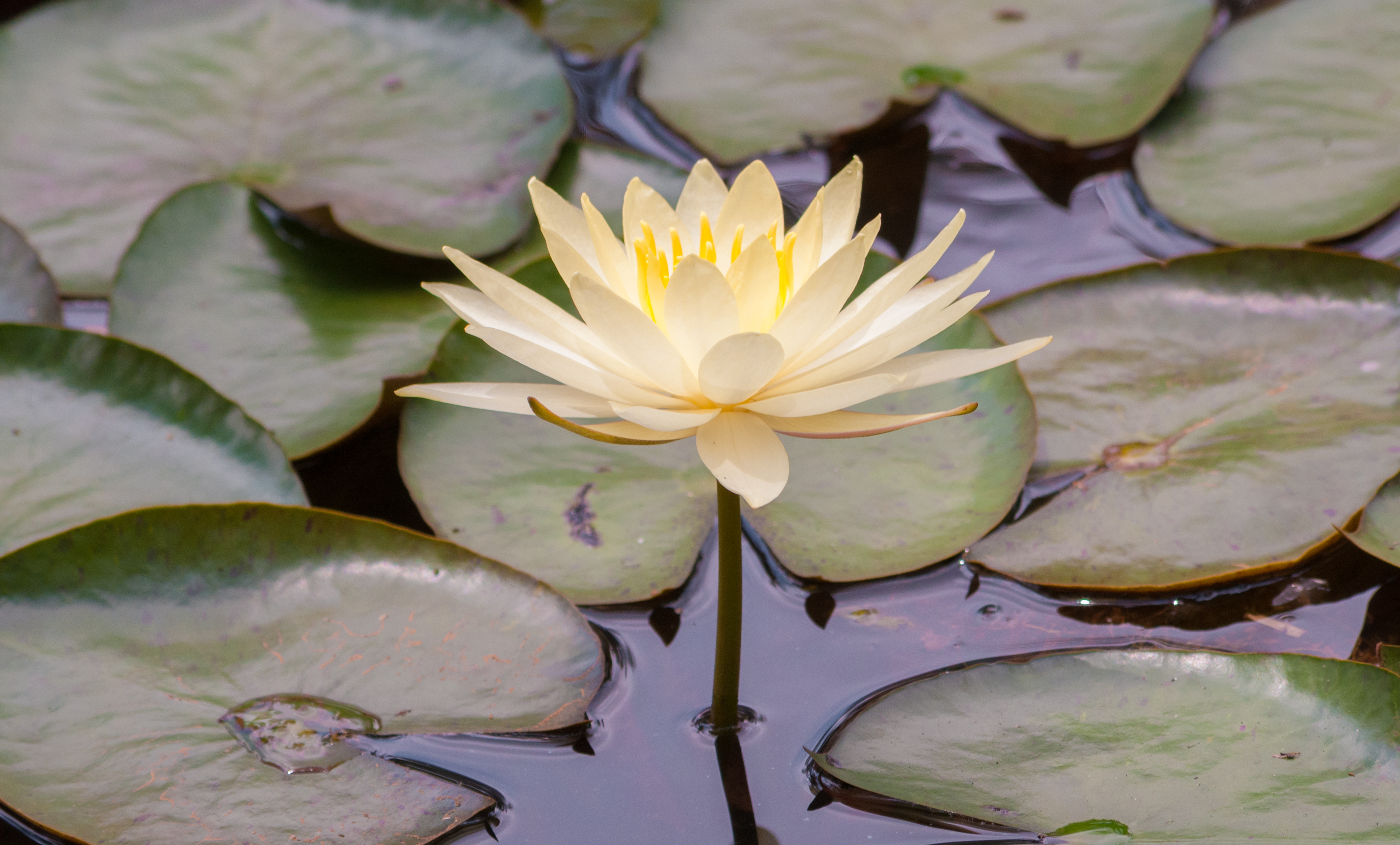 Loto in Botanical Garden of São Paulo