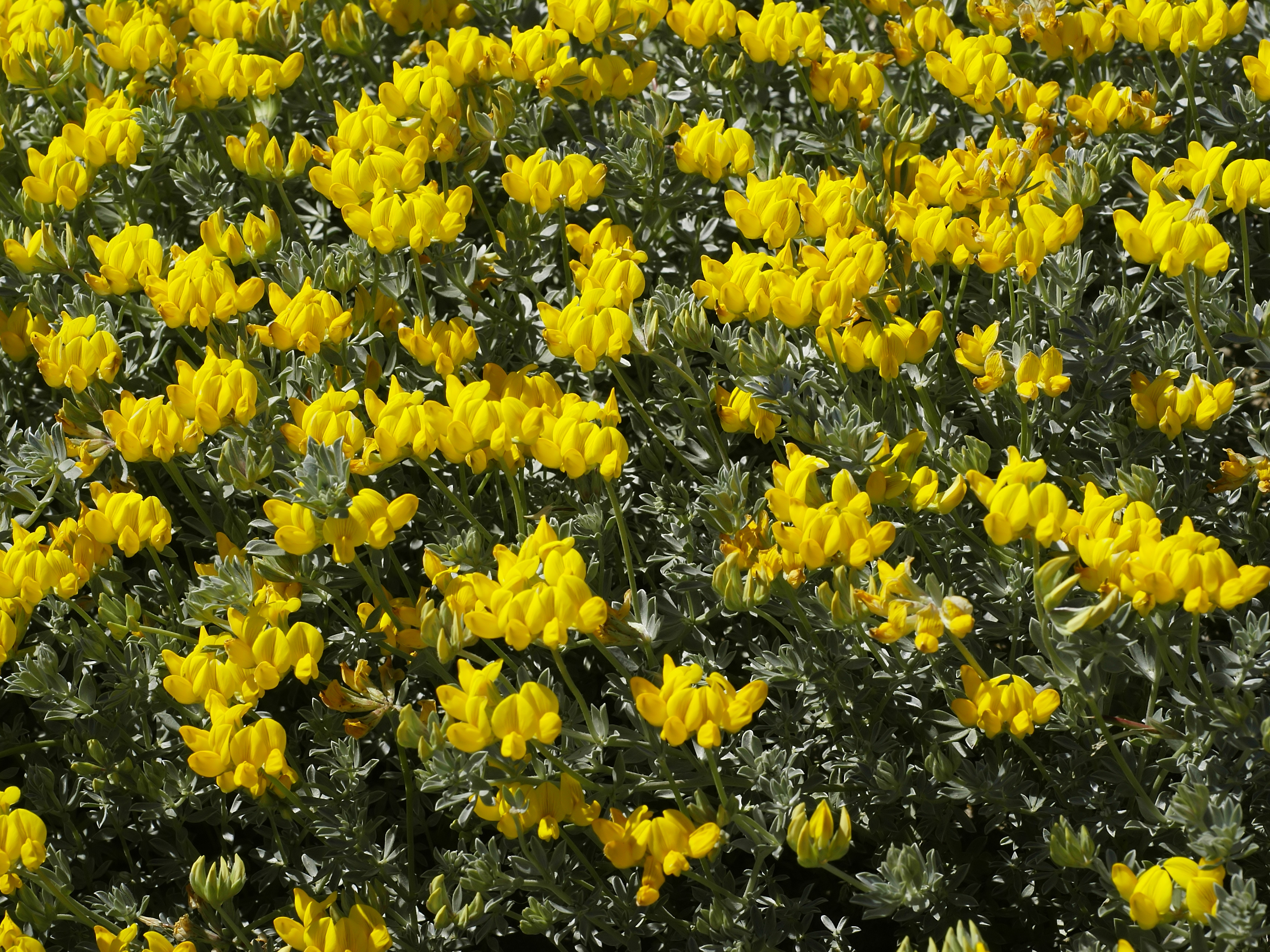 Lotus cytisoides (habitus)