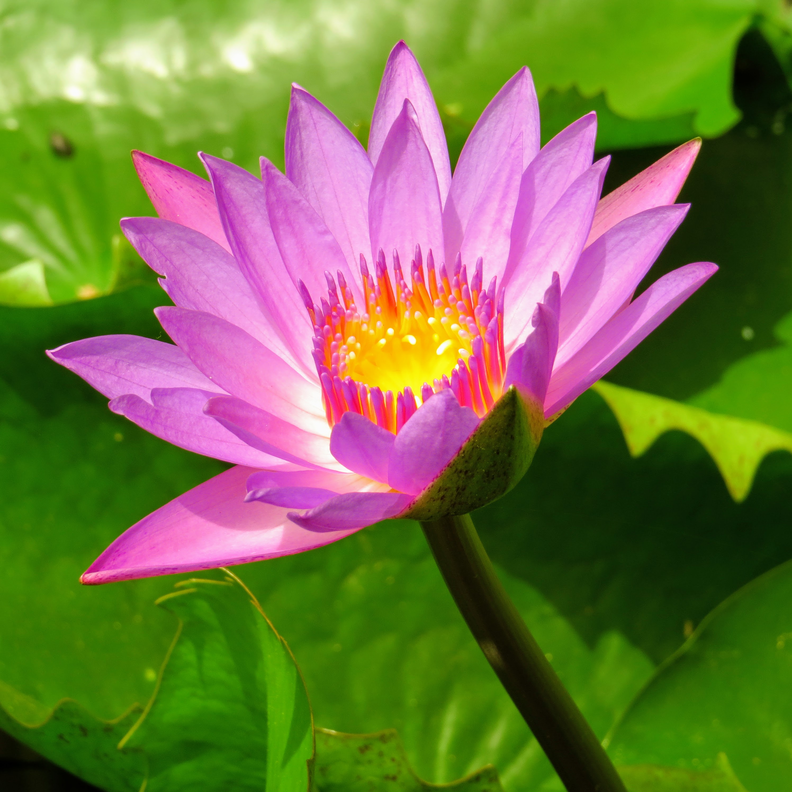 Lotus-Delhi