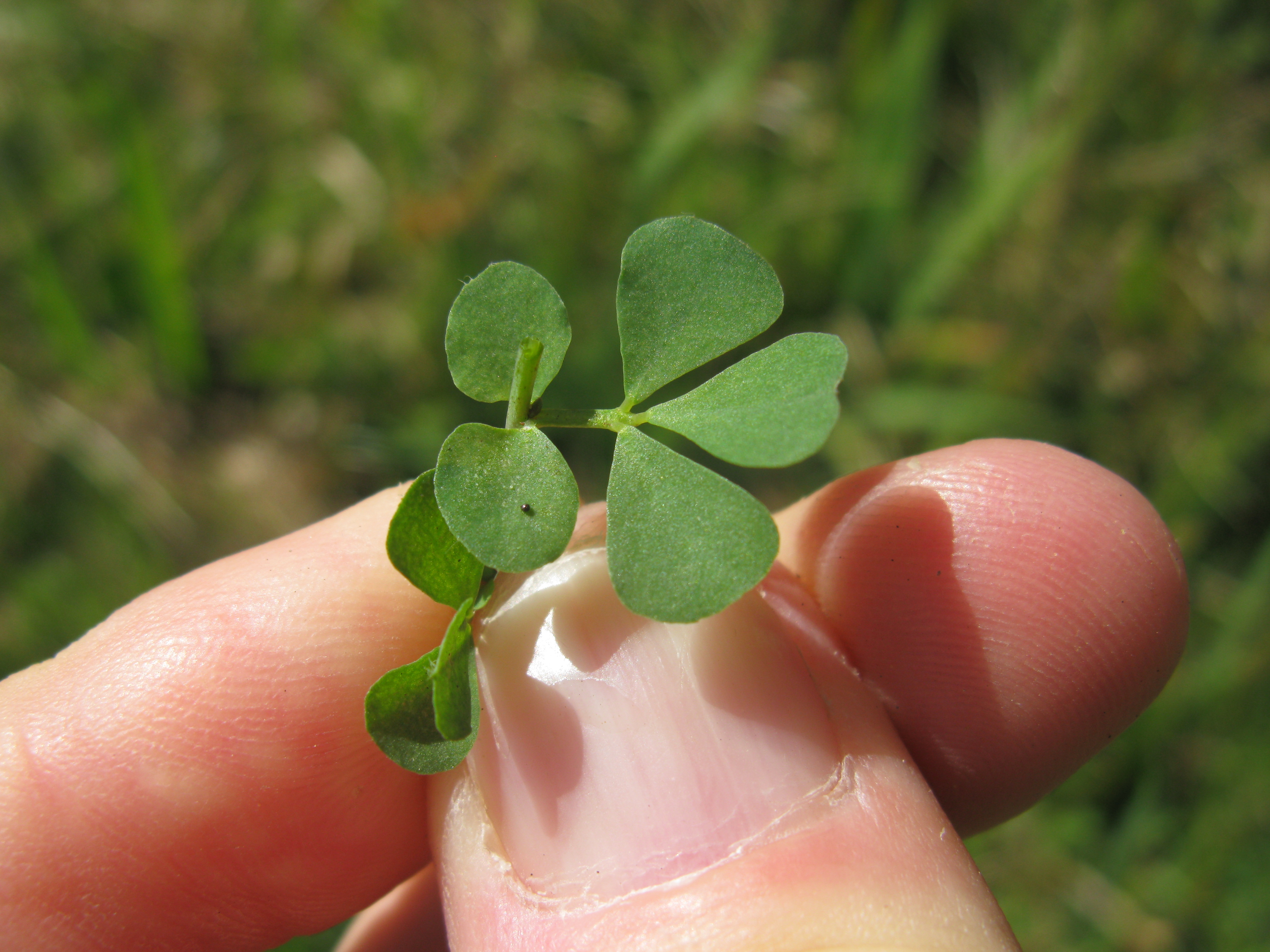 Lotus uliginosus leaf3 (10356317964)