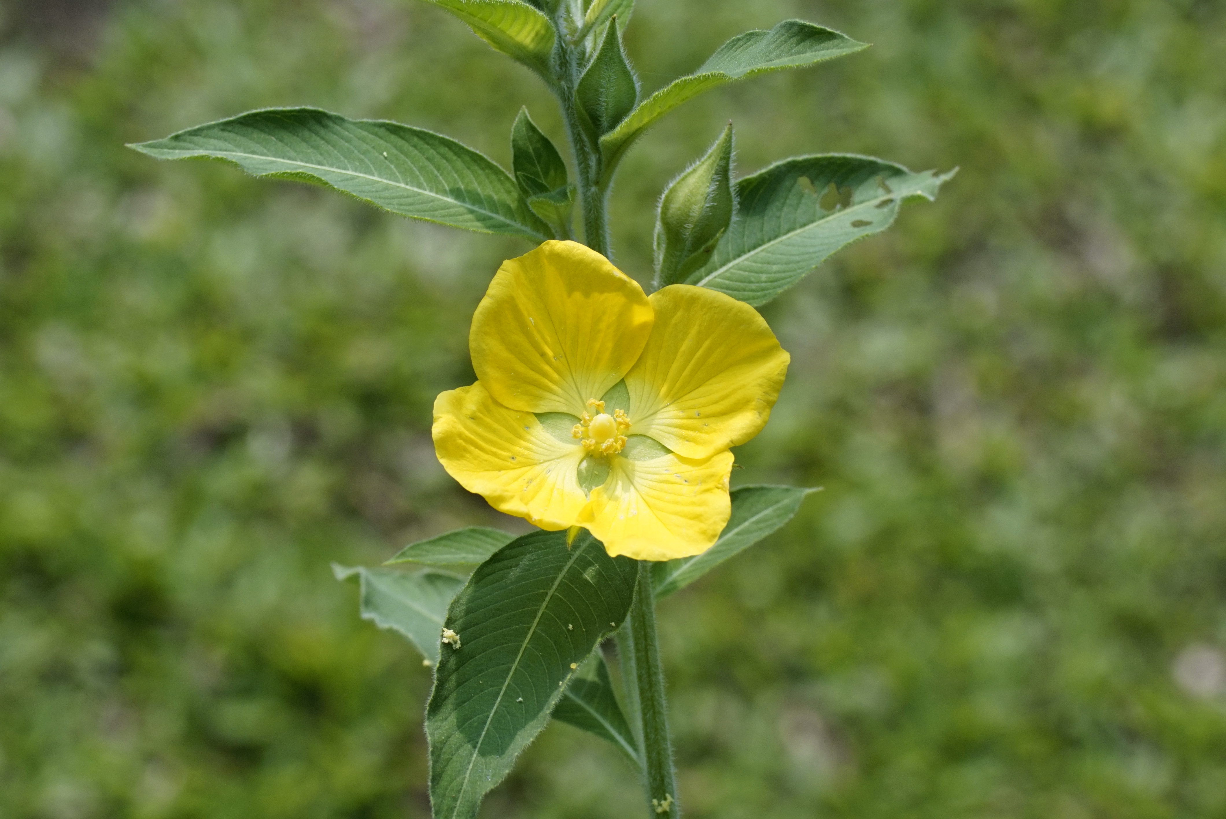 Ludwigia peruviana 8455