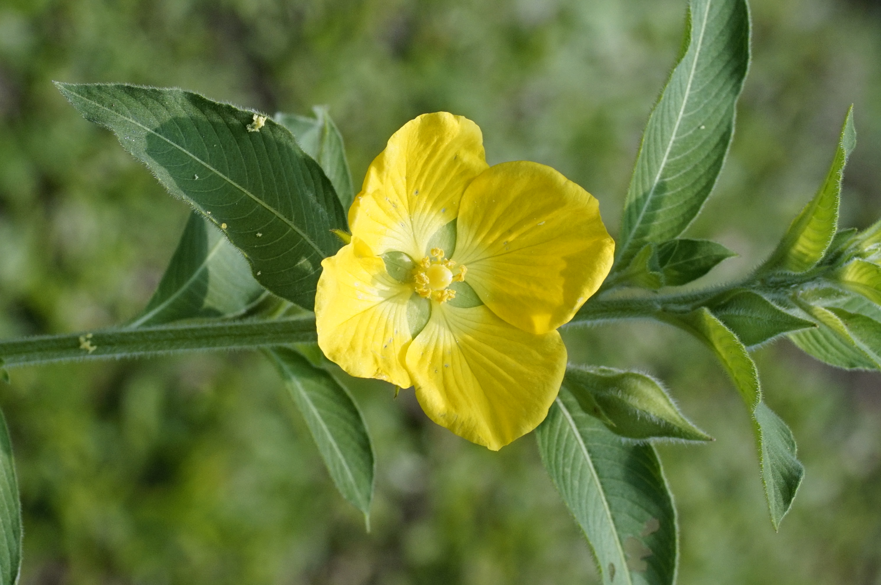 Ludwigia peruviana 8457