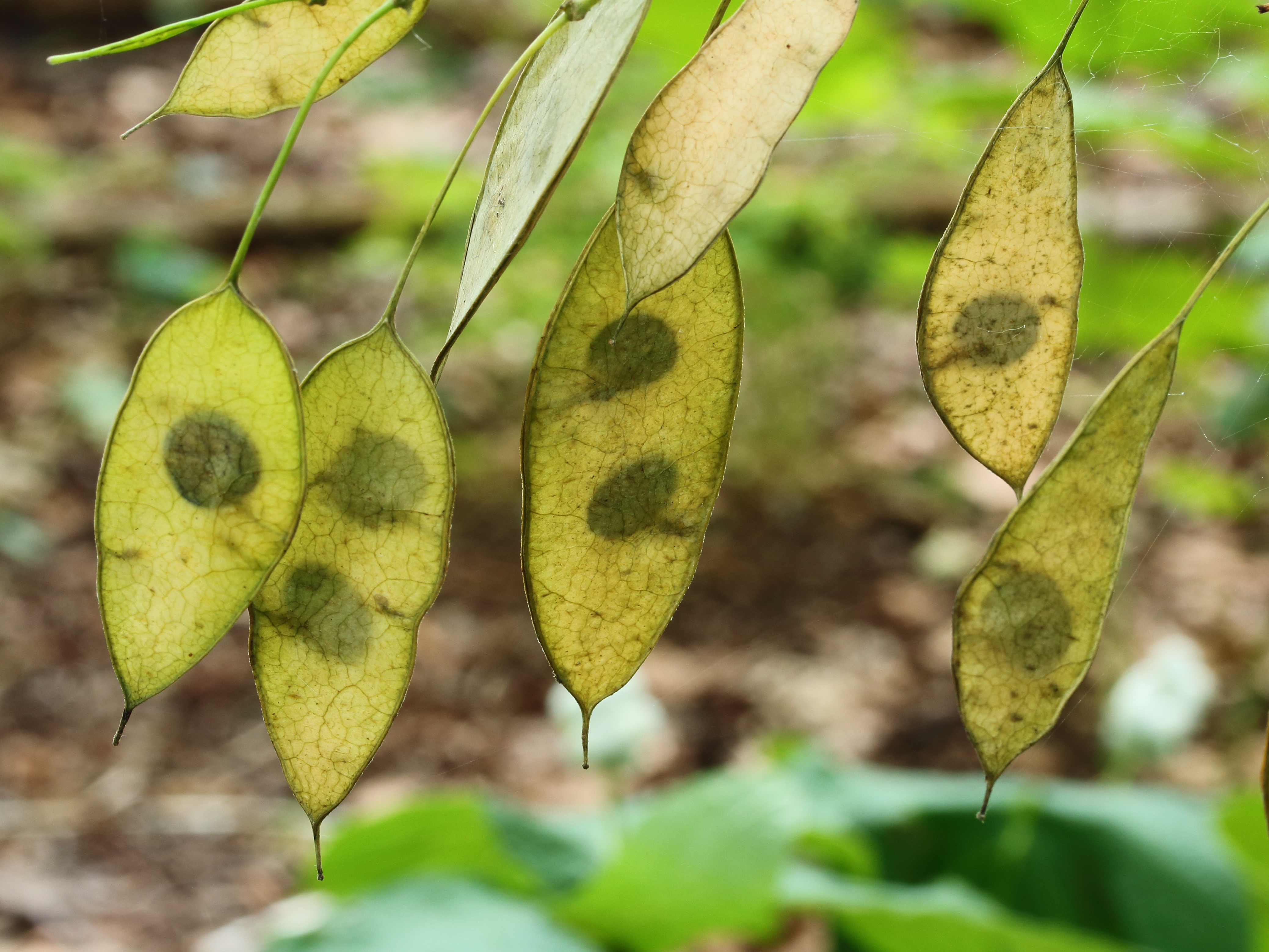 Lunaria rediviva (vaste Judaspenning)