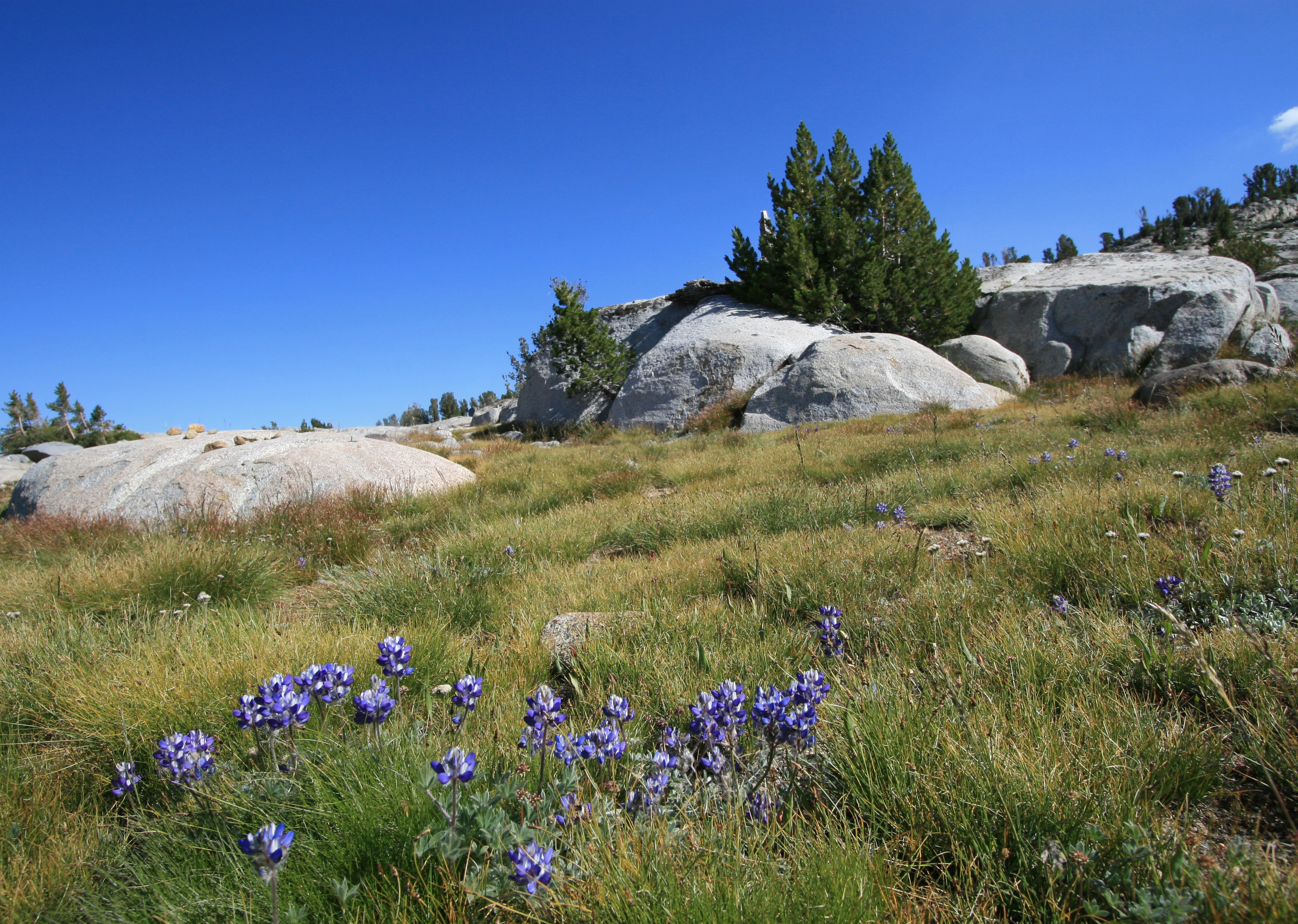 Lupine below rocks Marie Lakes trail