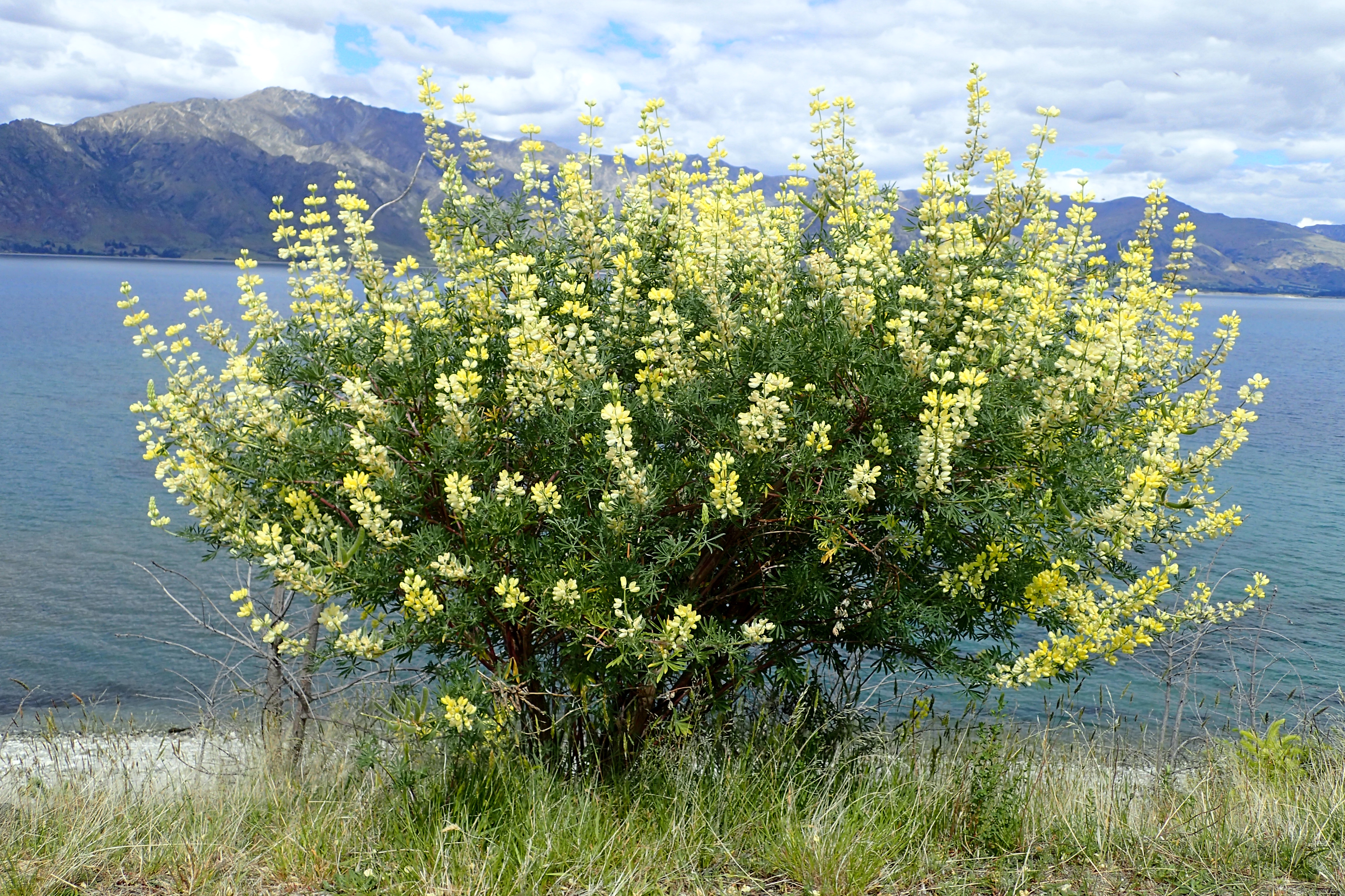 Lupinus arboreus kz1