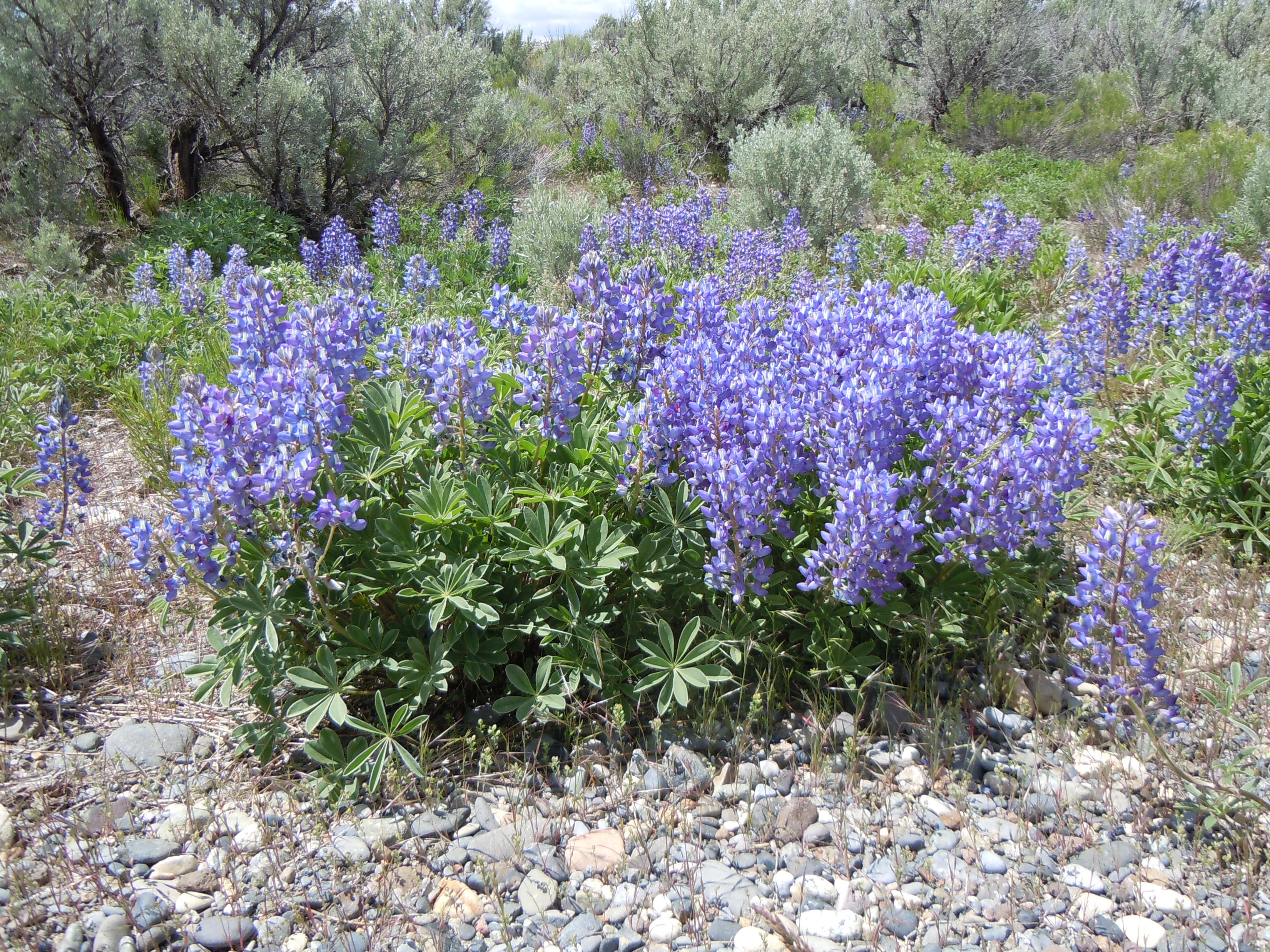Lupinus argenteus (5831343590)