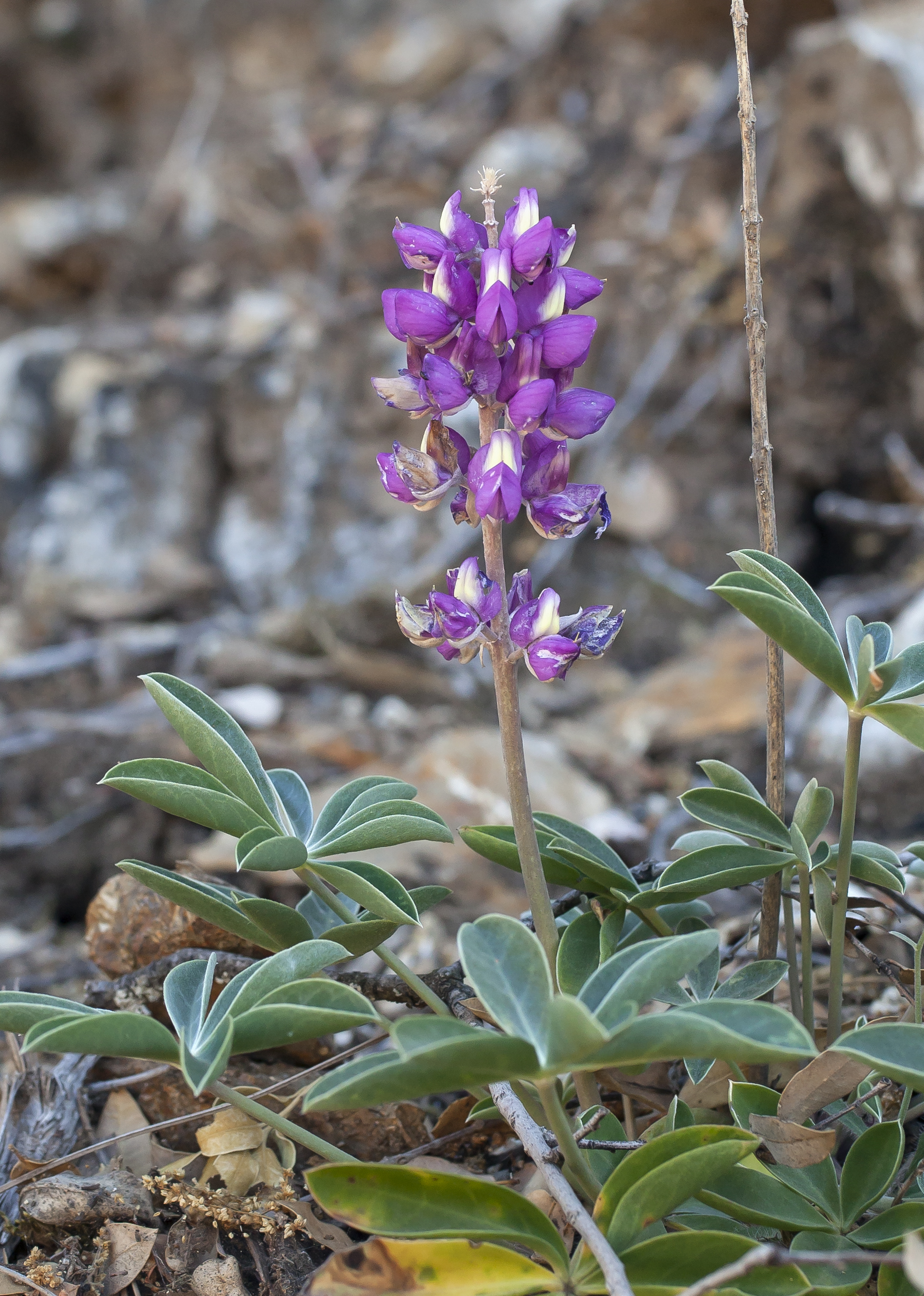 Lupinus cervinus (Santa Lucia lupine) (14154905269)