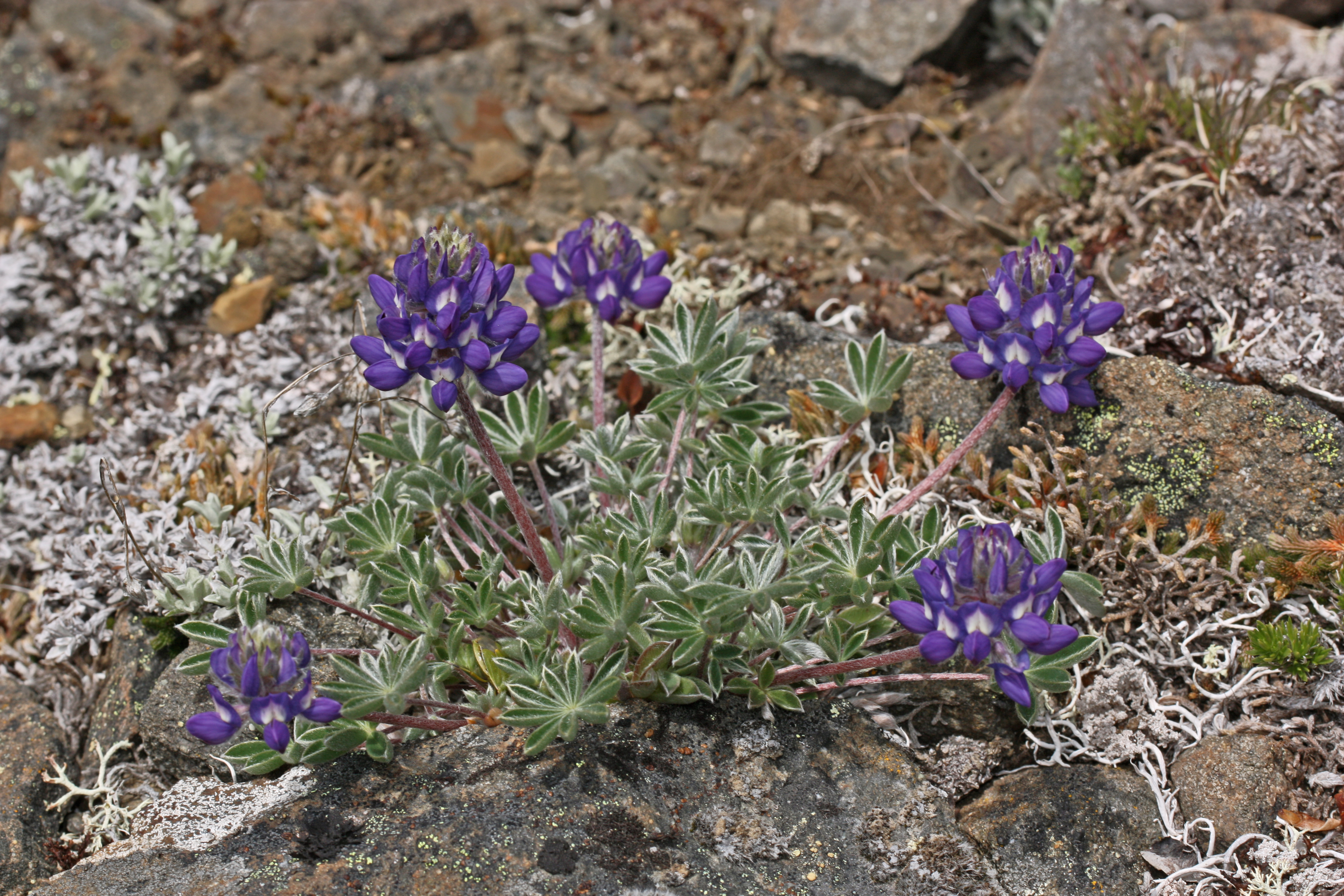 Lupinus lepidus 4695