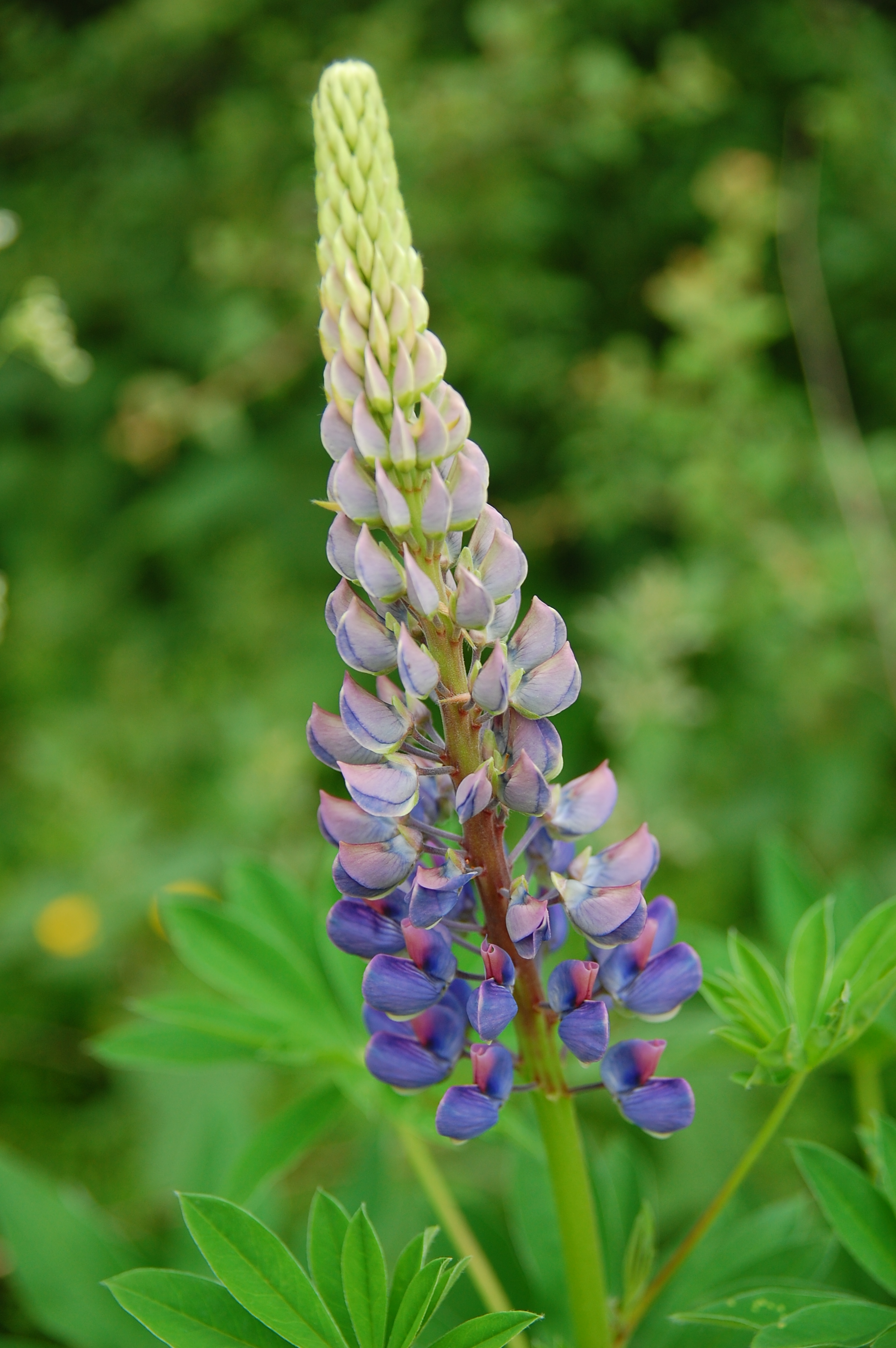 Lupinus polyphyllus (spike)
