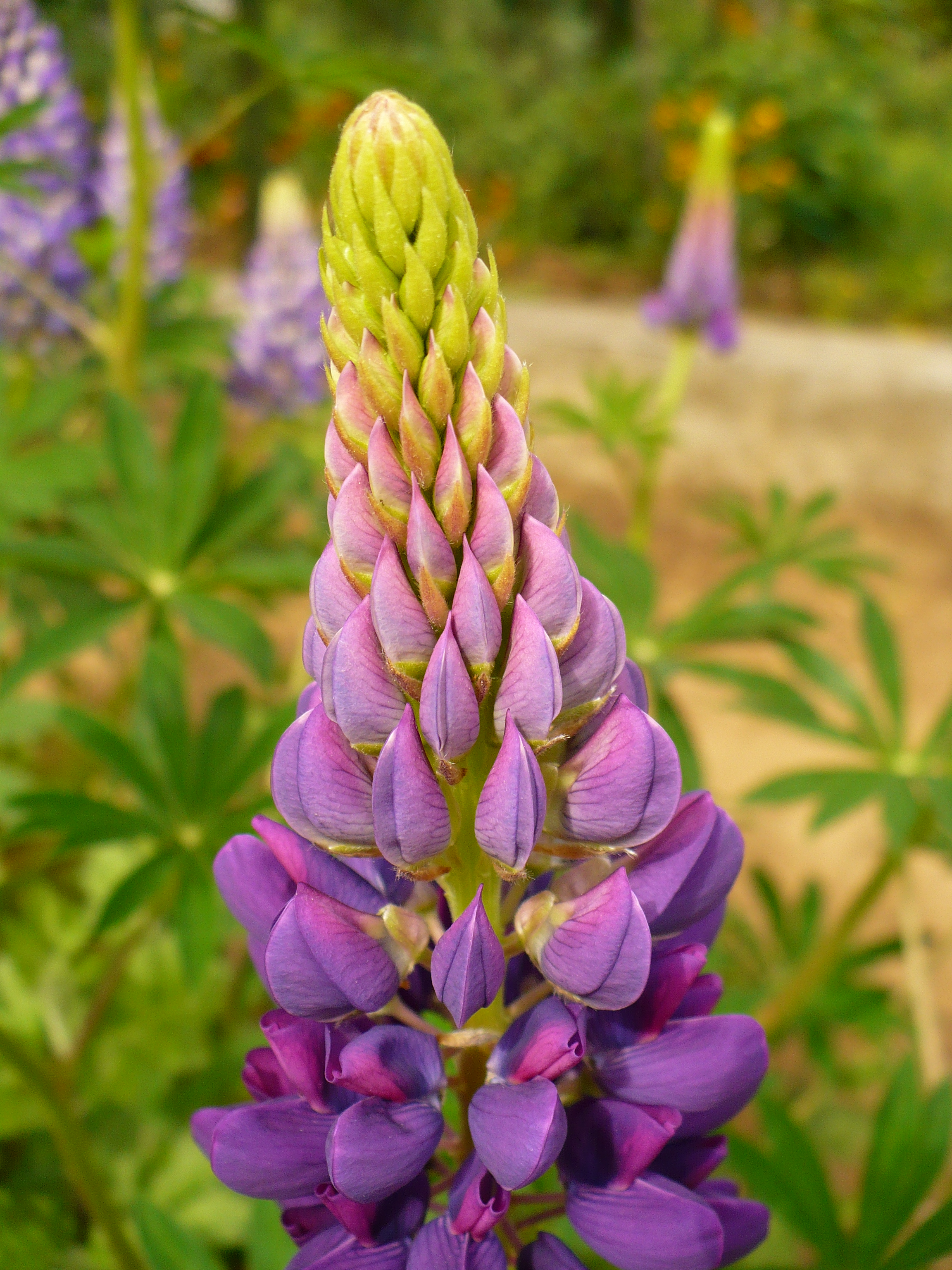 Lupinus polyphyllus syp2