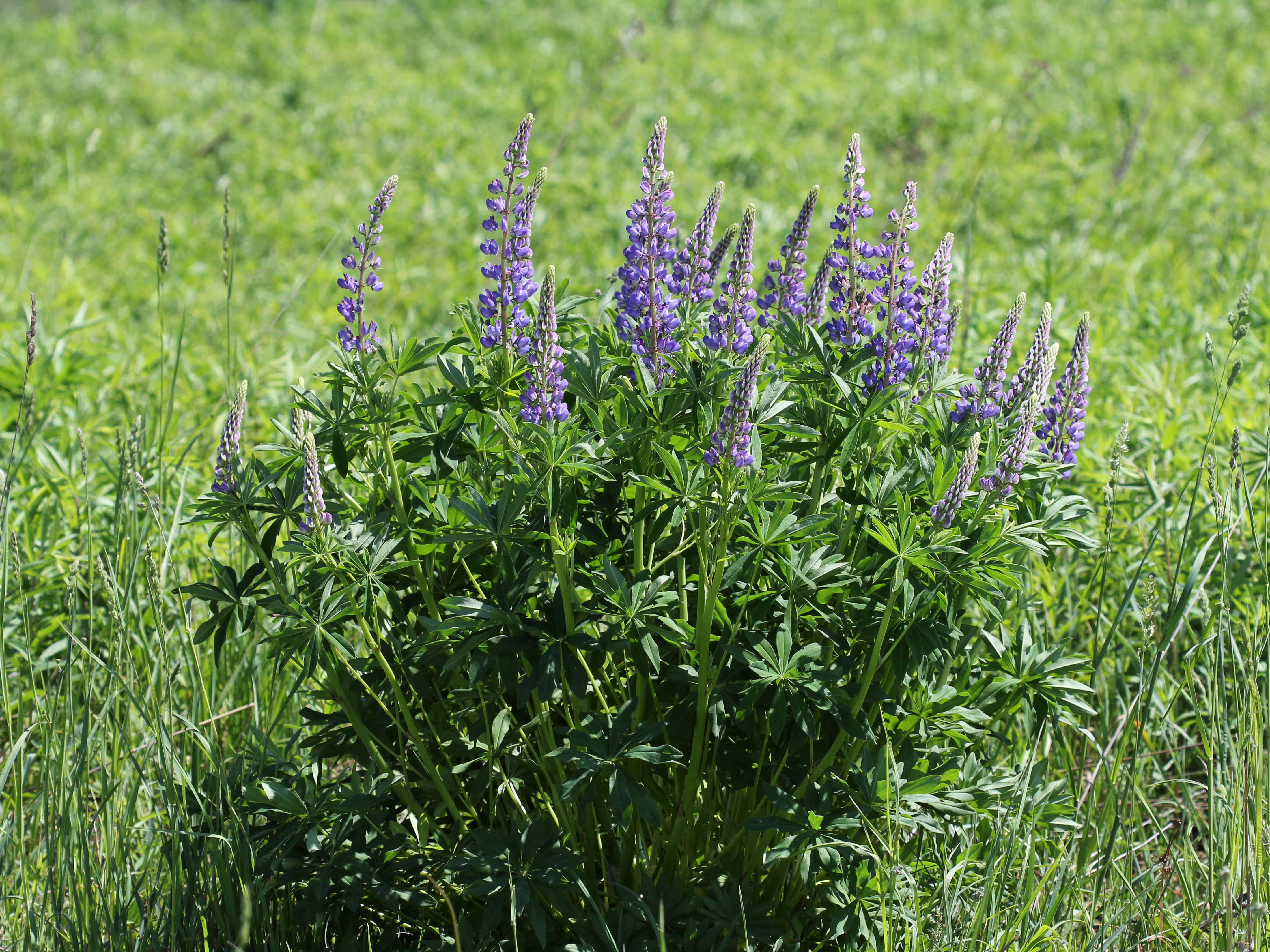 Lupinus polyphyllus UA 2013 G1