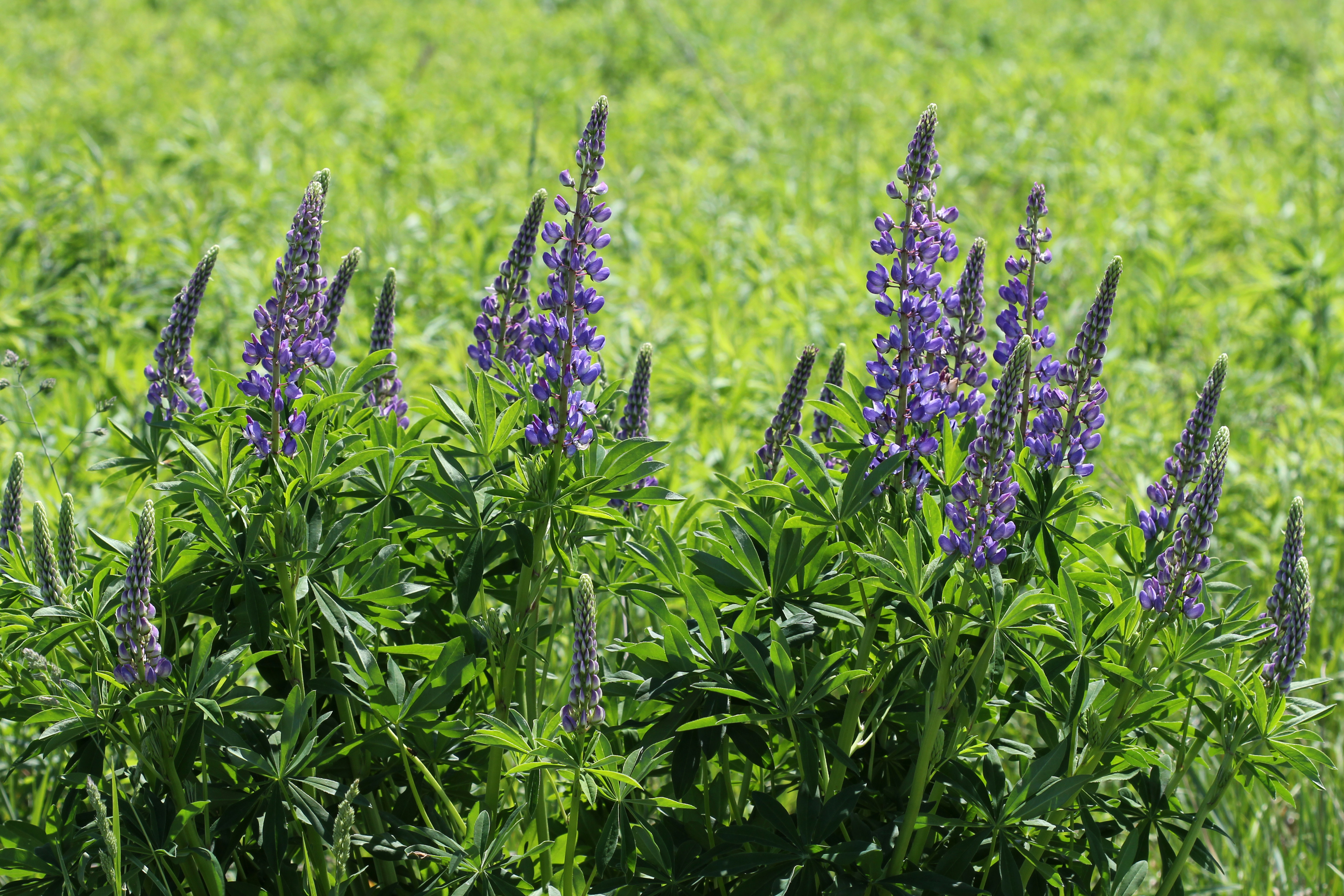 Lupinus polyphyllus UA 2013 G2