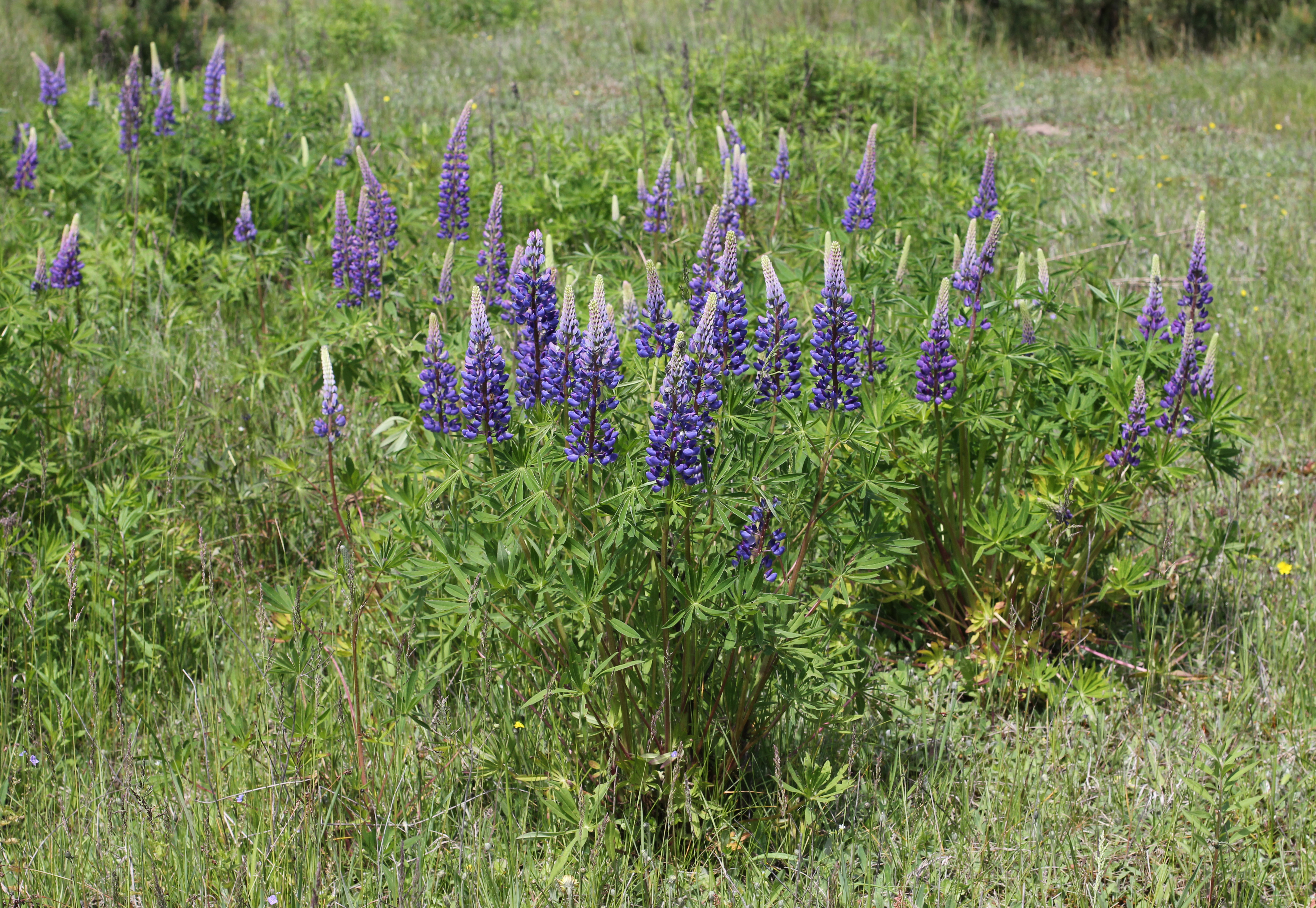 Lupinus polyphyllus UA 2014 G3