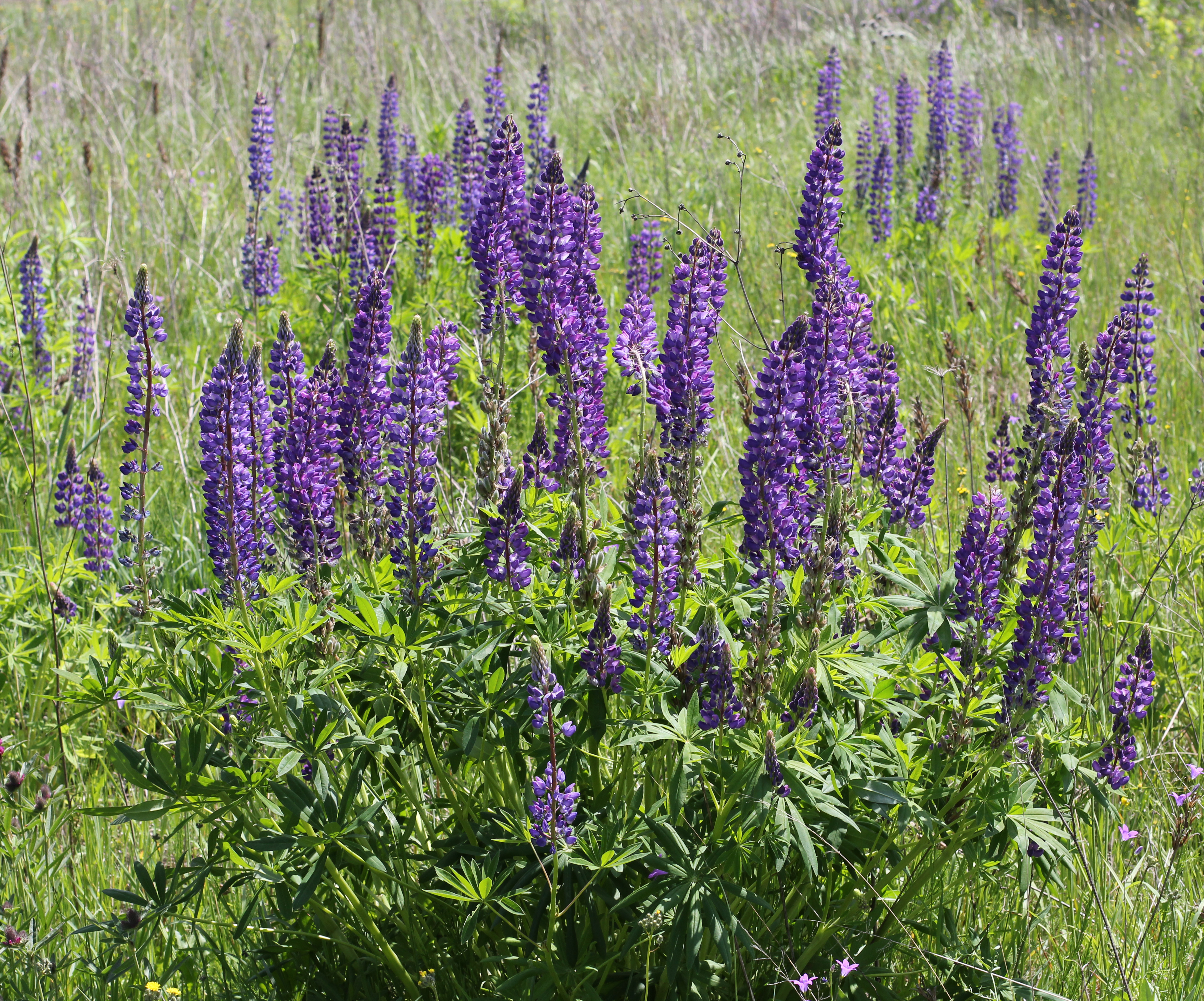 Lupinus polyphyllus UA 2015 G4