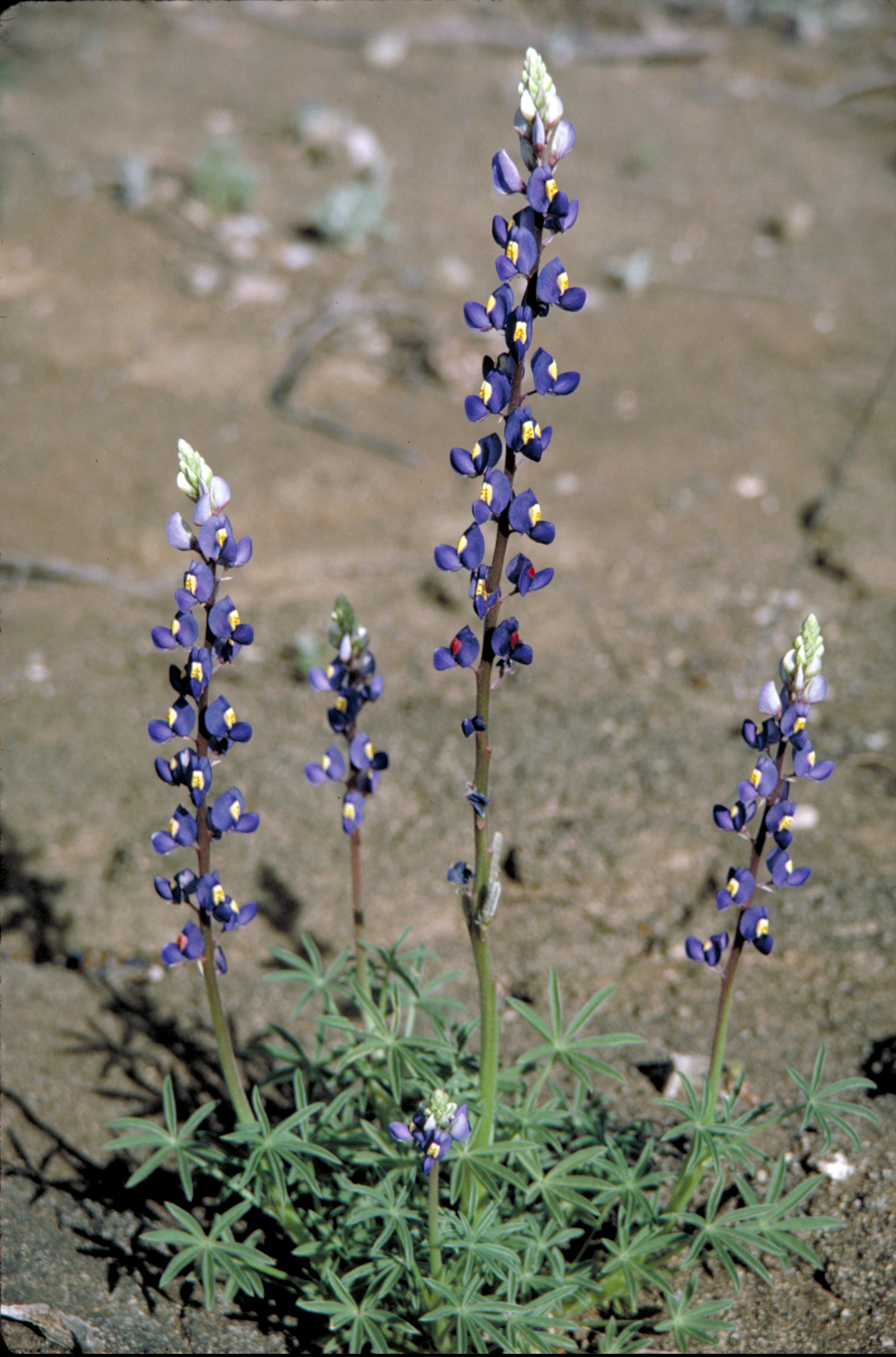 LupinusHavardii