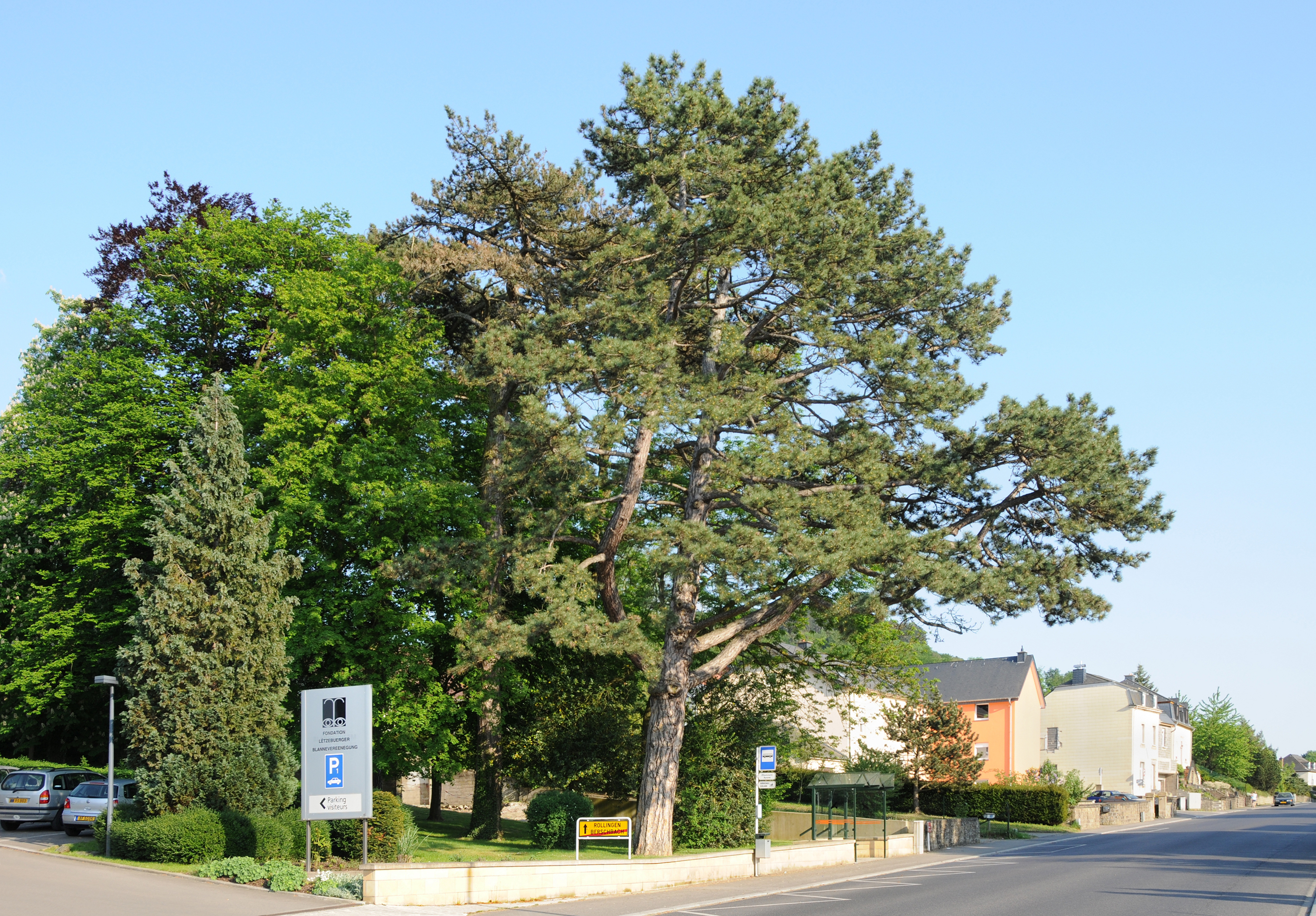 Luxembourg Berschbach Pinus nigra 2008