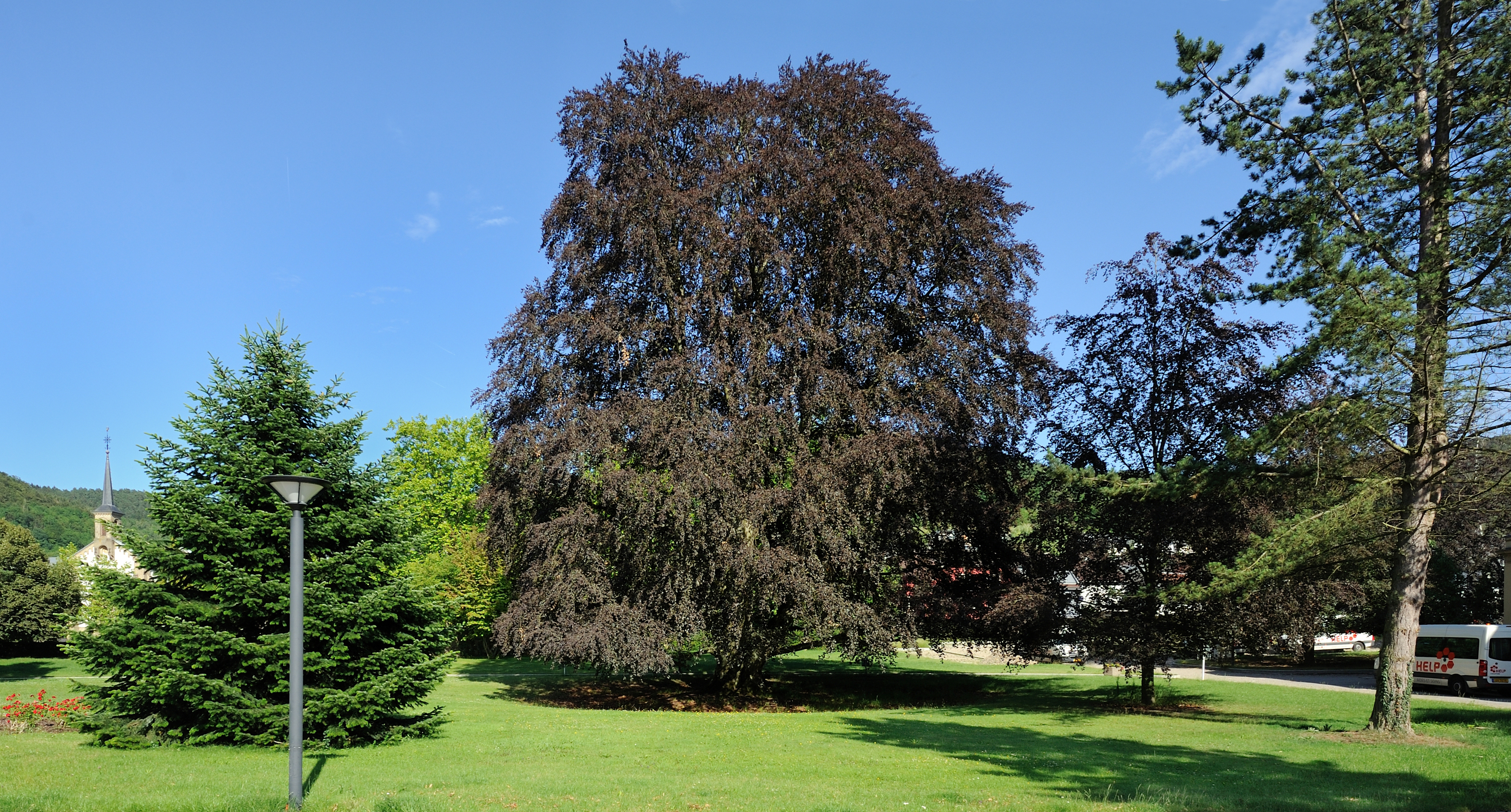 Luxembourg Bofferdange Fagus sylvatica purpurea
