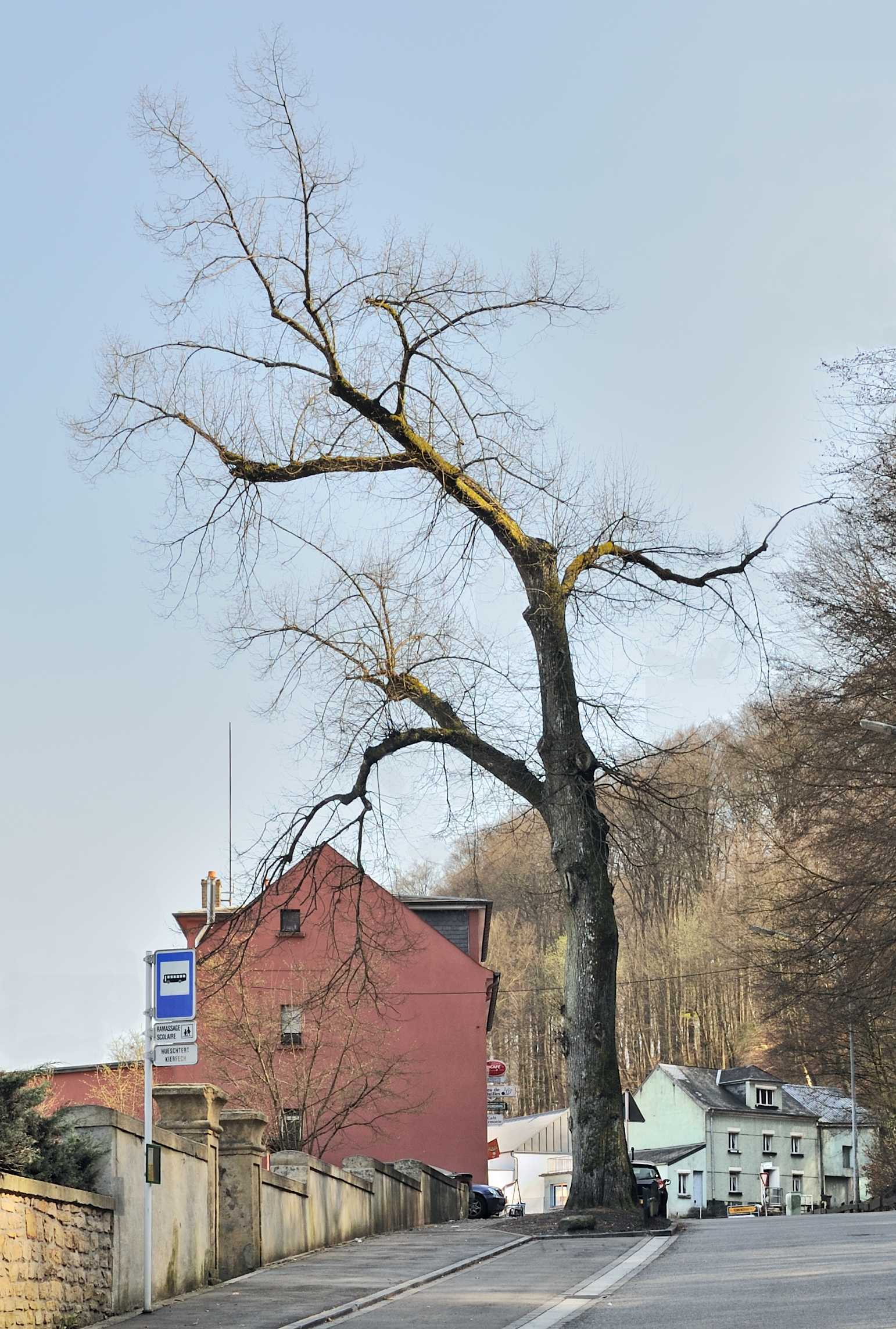 Luxembourg Hostert Niederanven Tilia April 2012