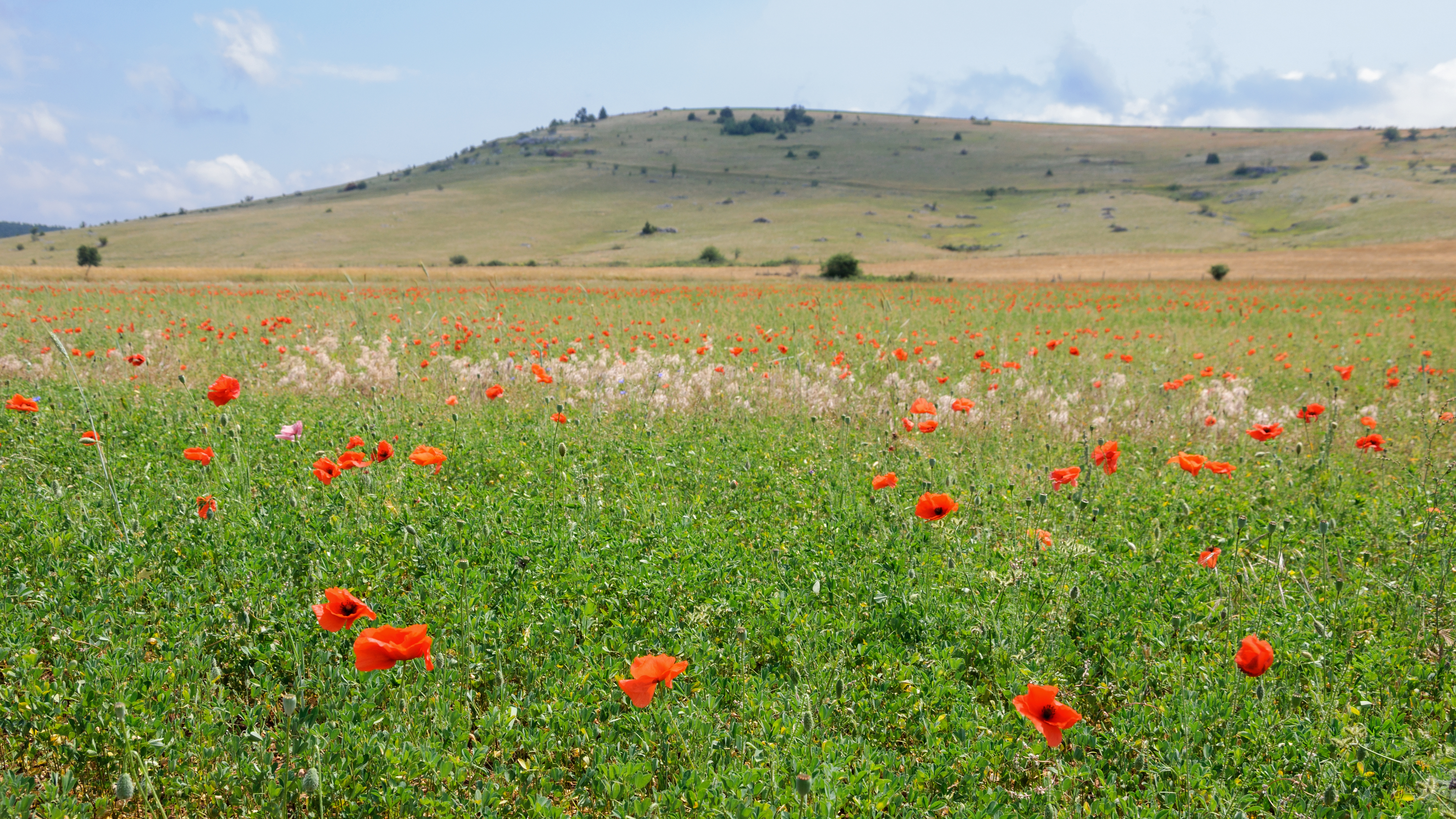 Luzerne coquelicots Lozere