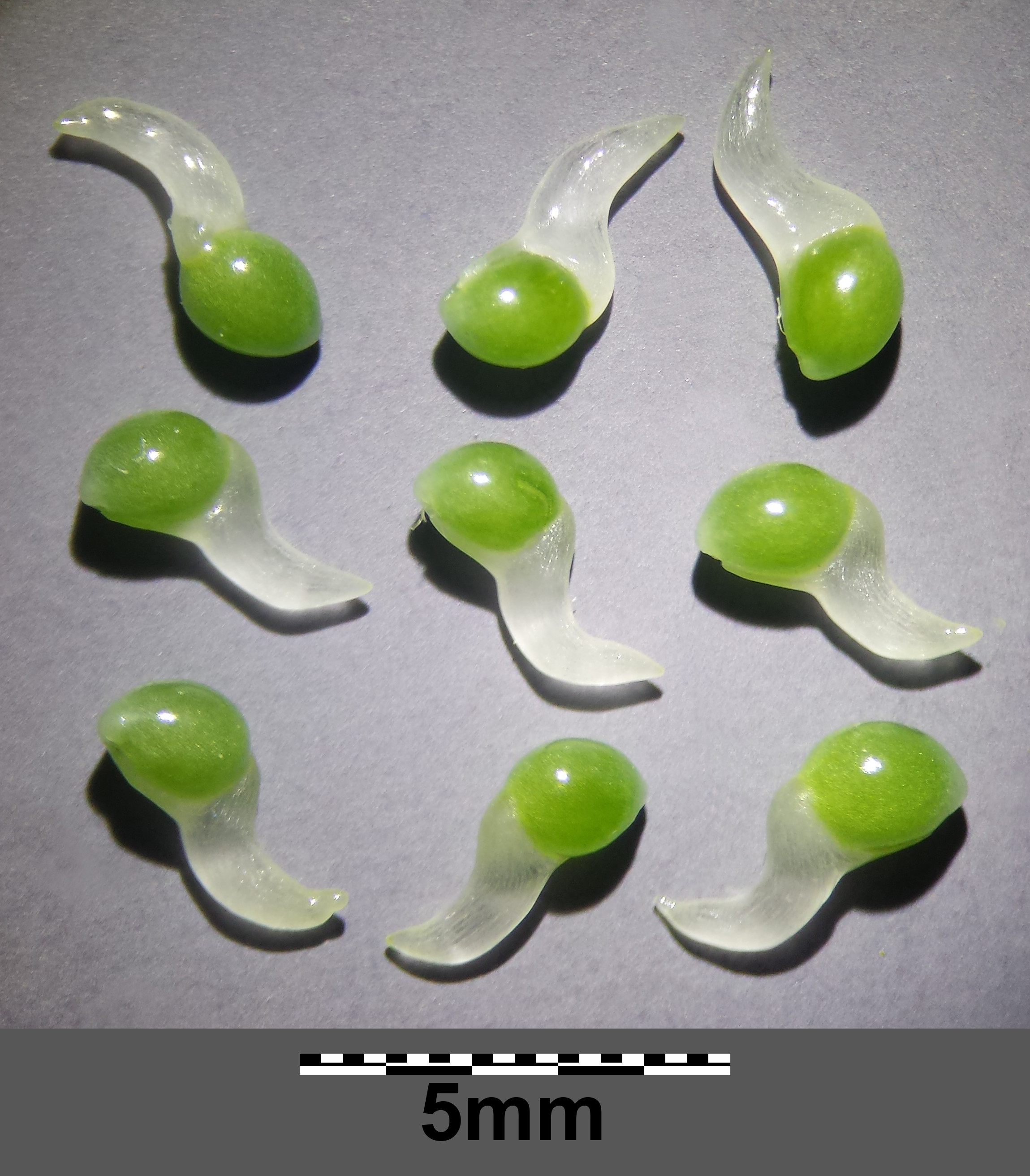 Luzula pilosa sl18