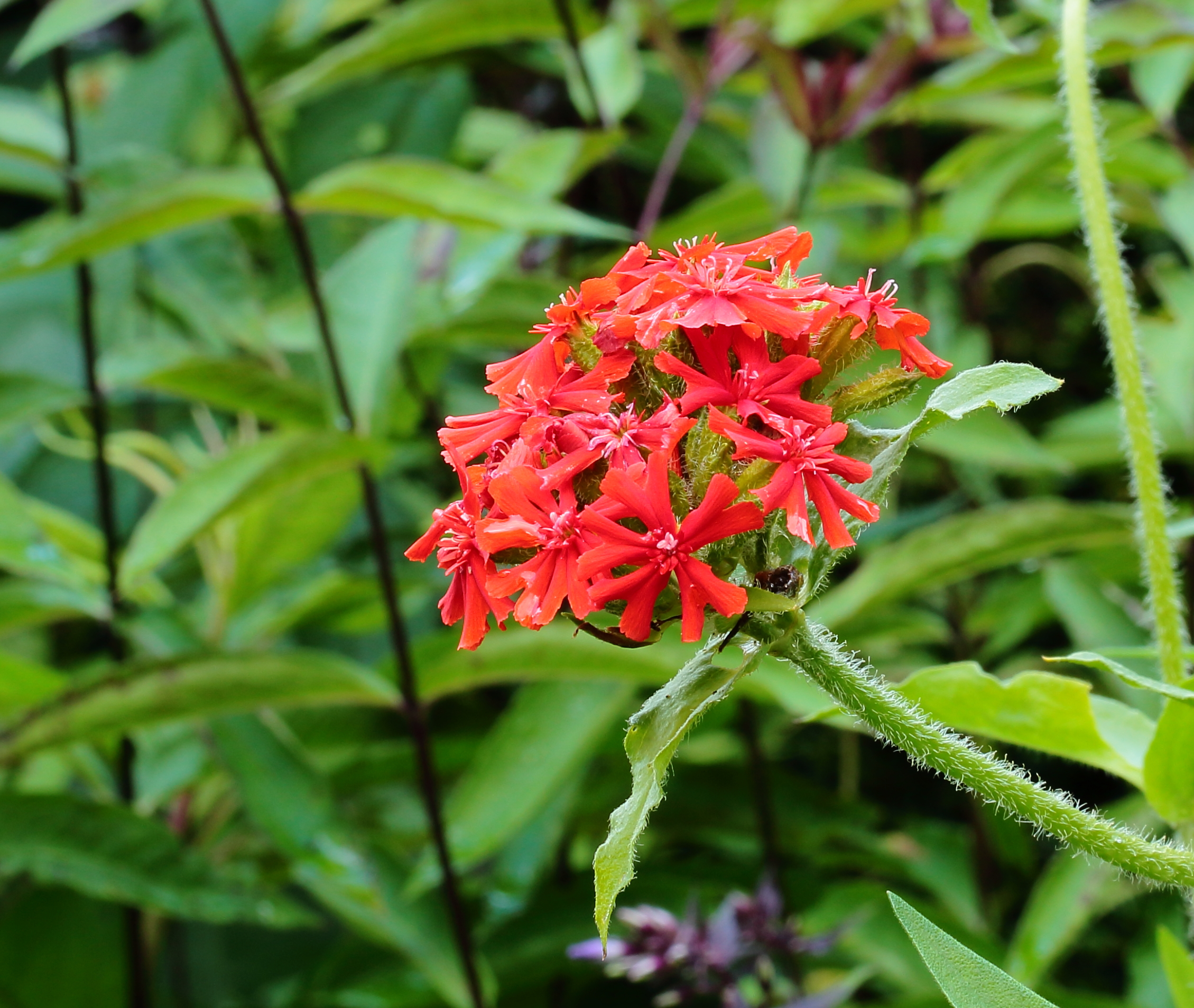 Lychnis chalcedonica 001