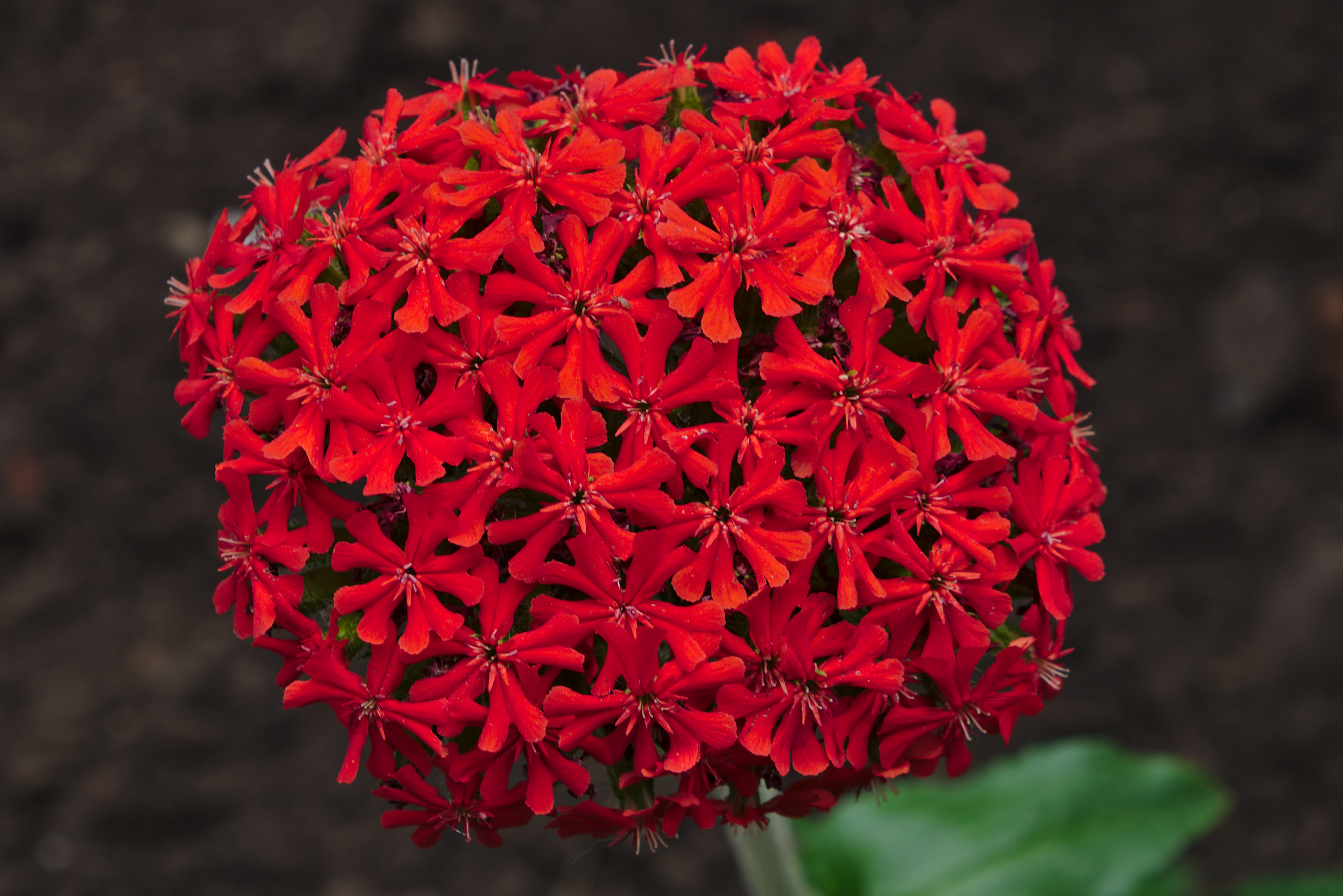 Lychnis chalcedonica (DSCF6389)