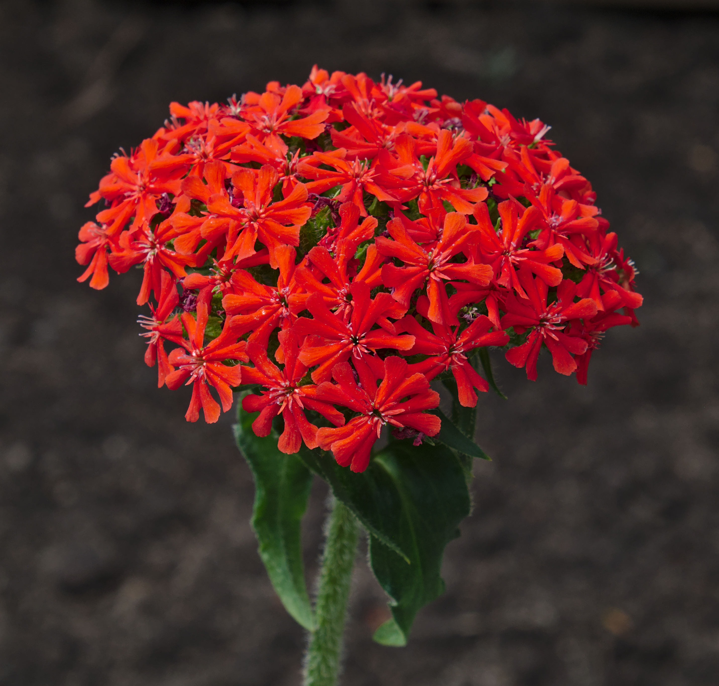 Lychnis chalcedonica flowers (DSCF6467)
