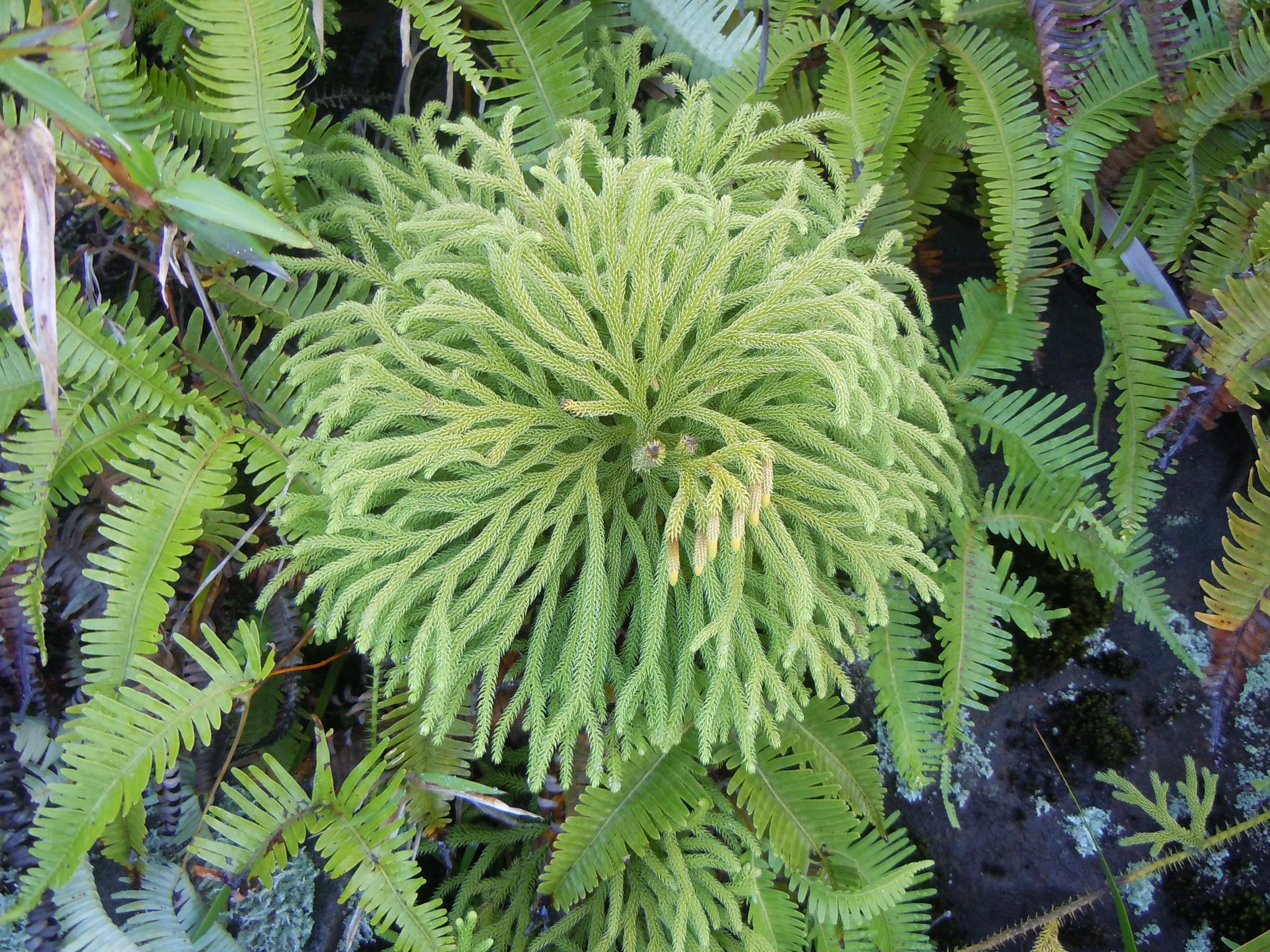 Lycopodiella cernua -La Soufrière-Guadeloupe