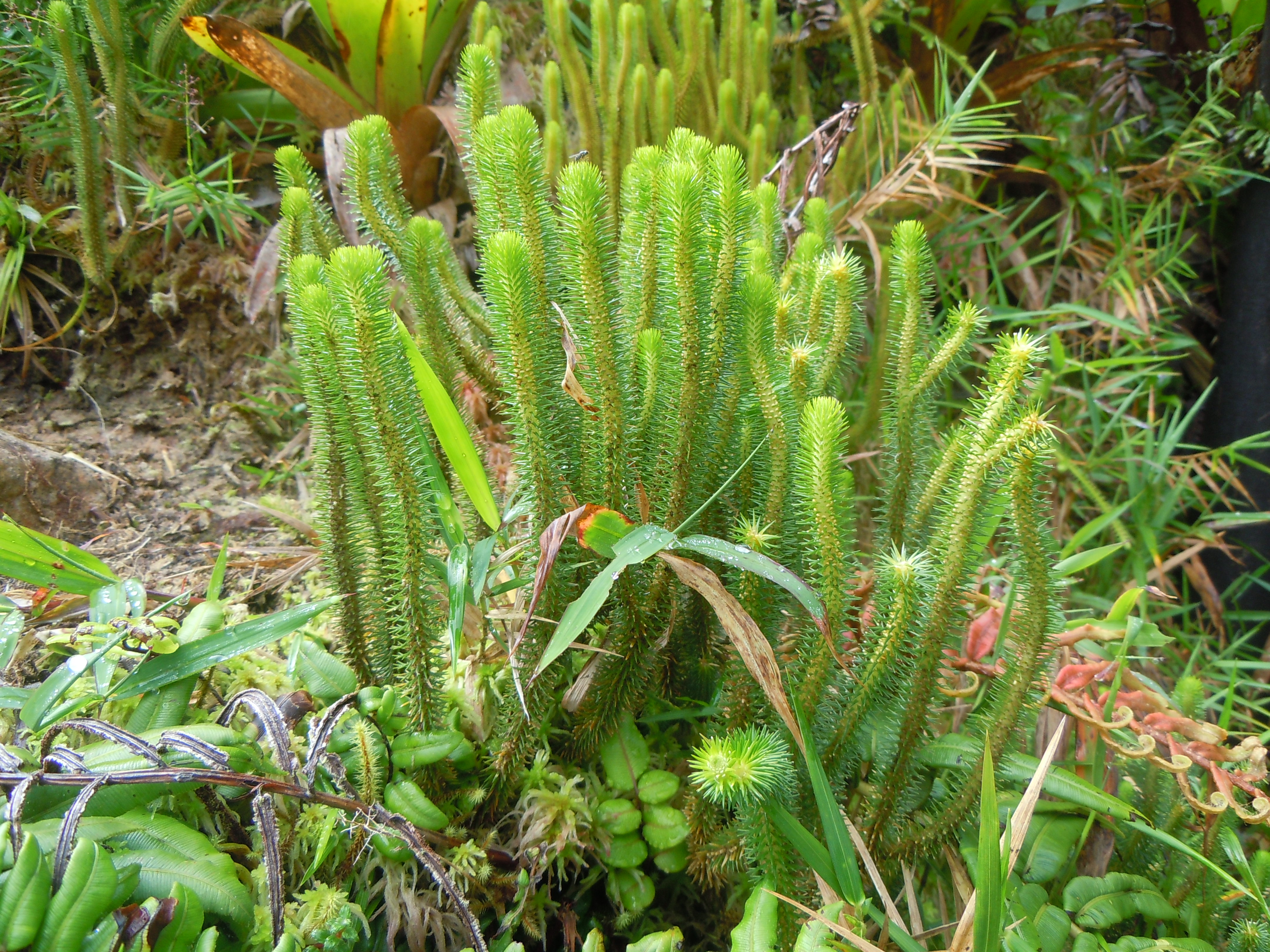 Lycopodium sieberianum -La Soufrière-Guadeloupe