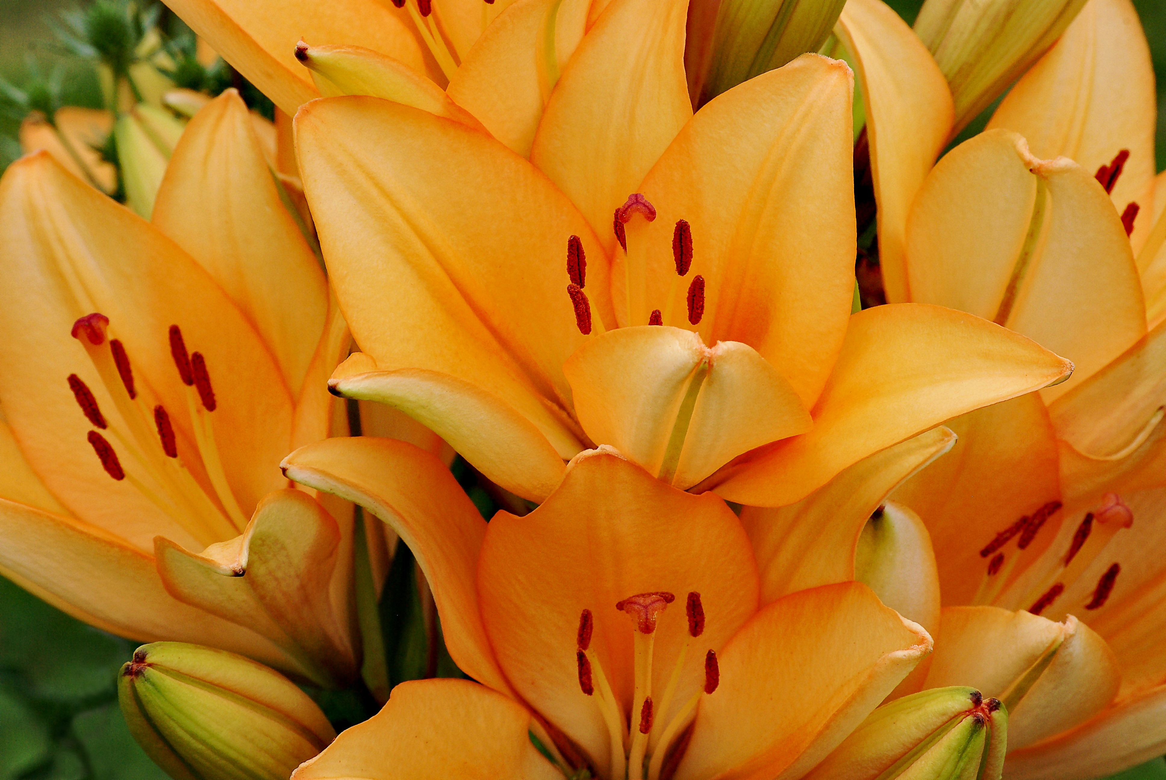 Lys détails FR 2008