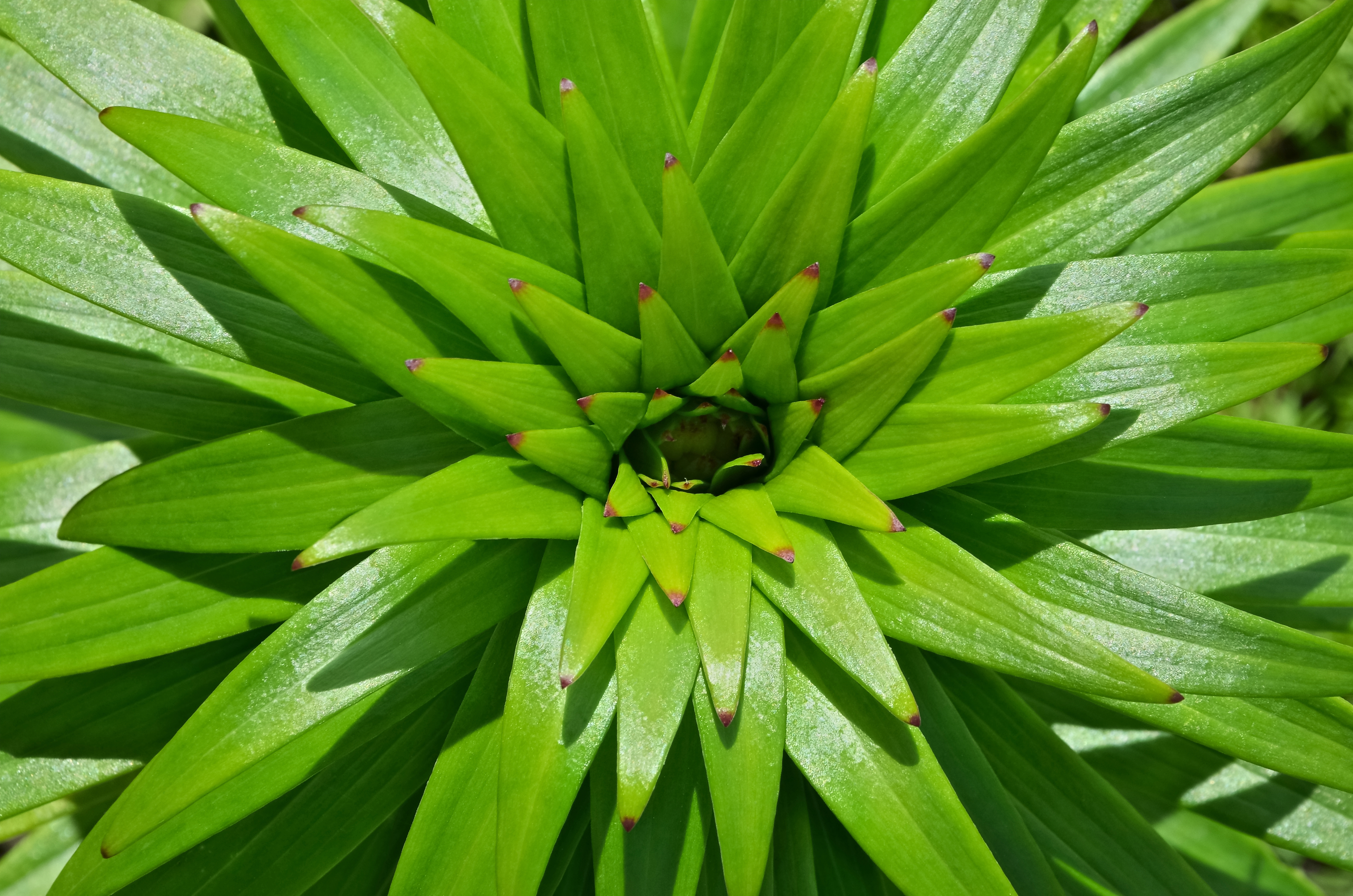Lys pousse FR 2013