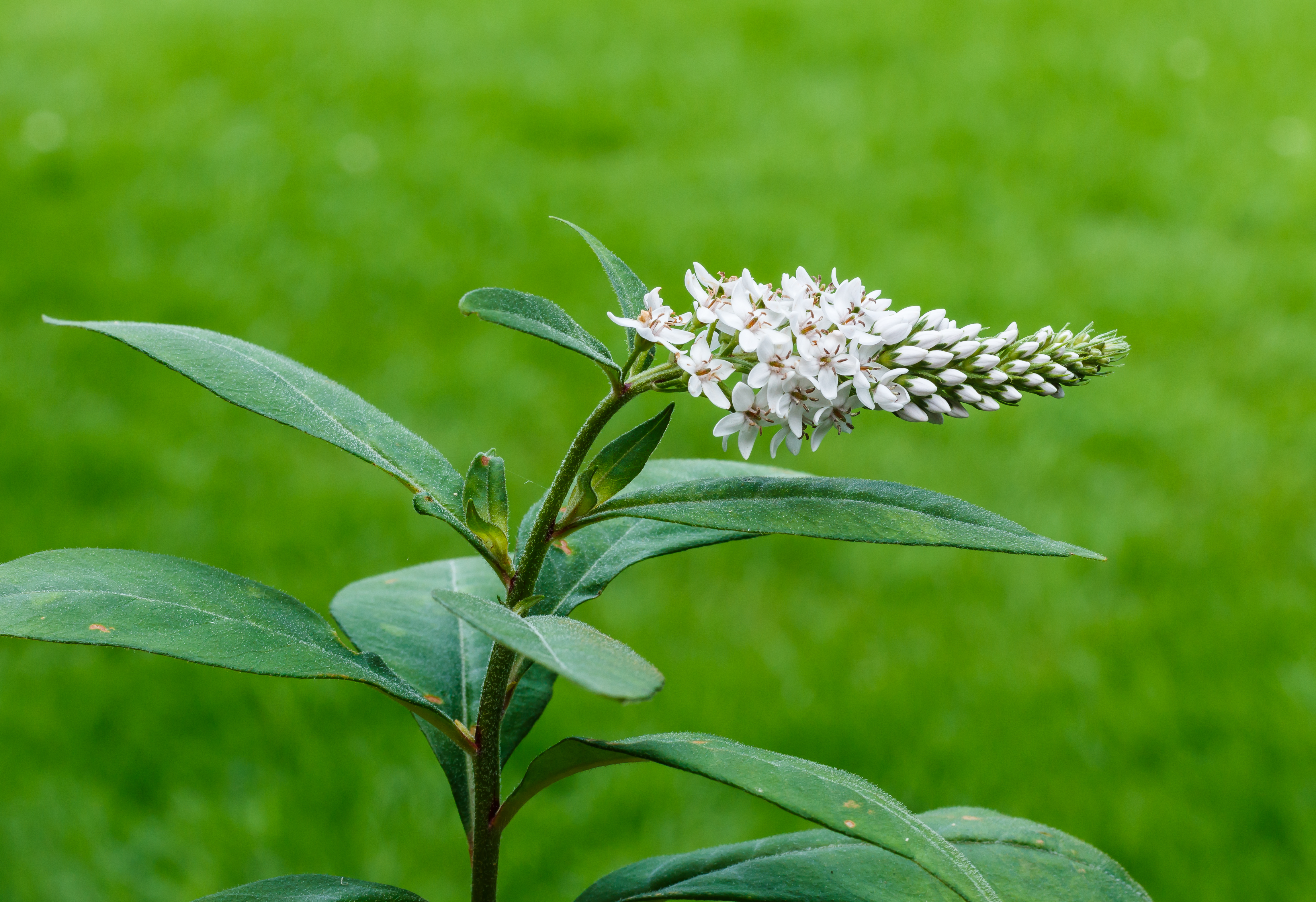 Lysimachia clethroides, met zijn karakteristieke bloeiwijze. Familie Primulaceae 01