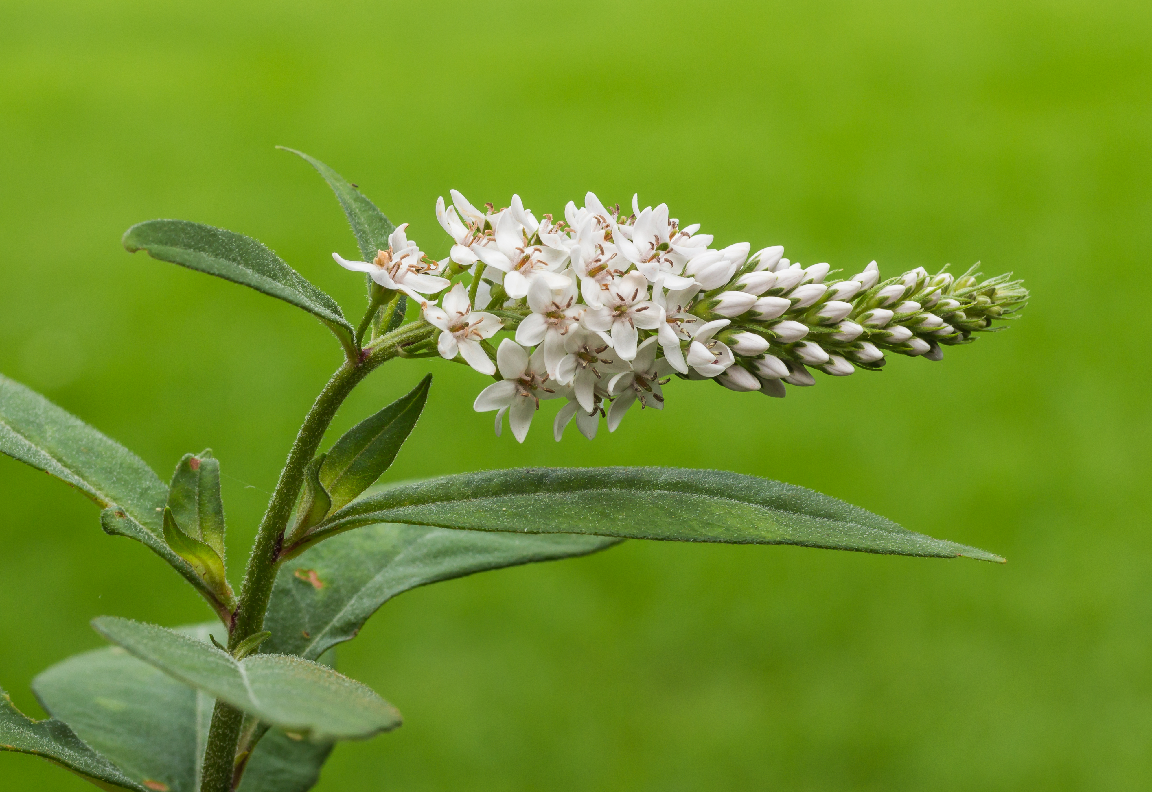 Lysimachia clethroides, met zijn karakteristieke bloeiwijze. Familie Primulaceae 02
